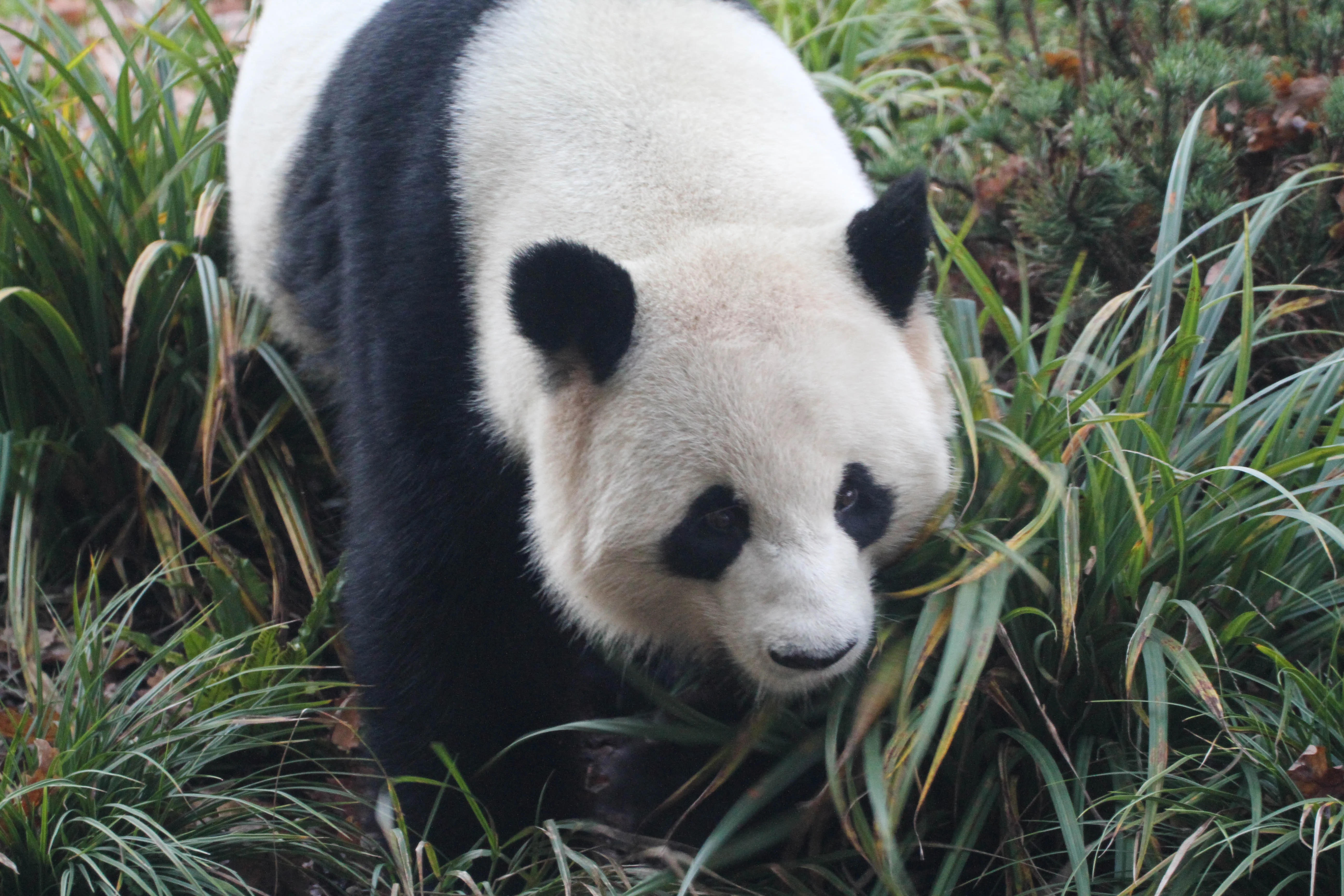 Zoo Berlin