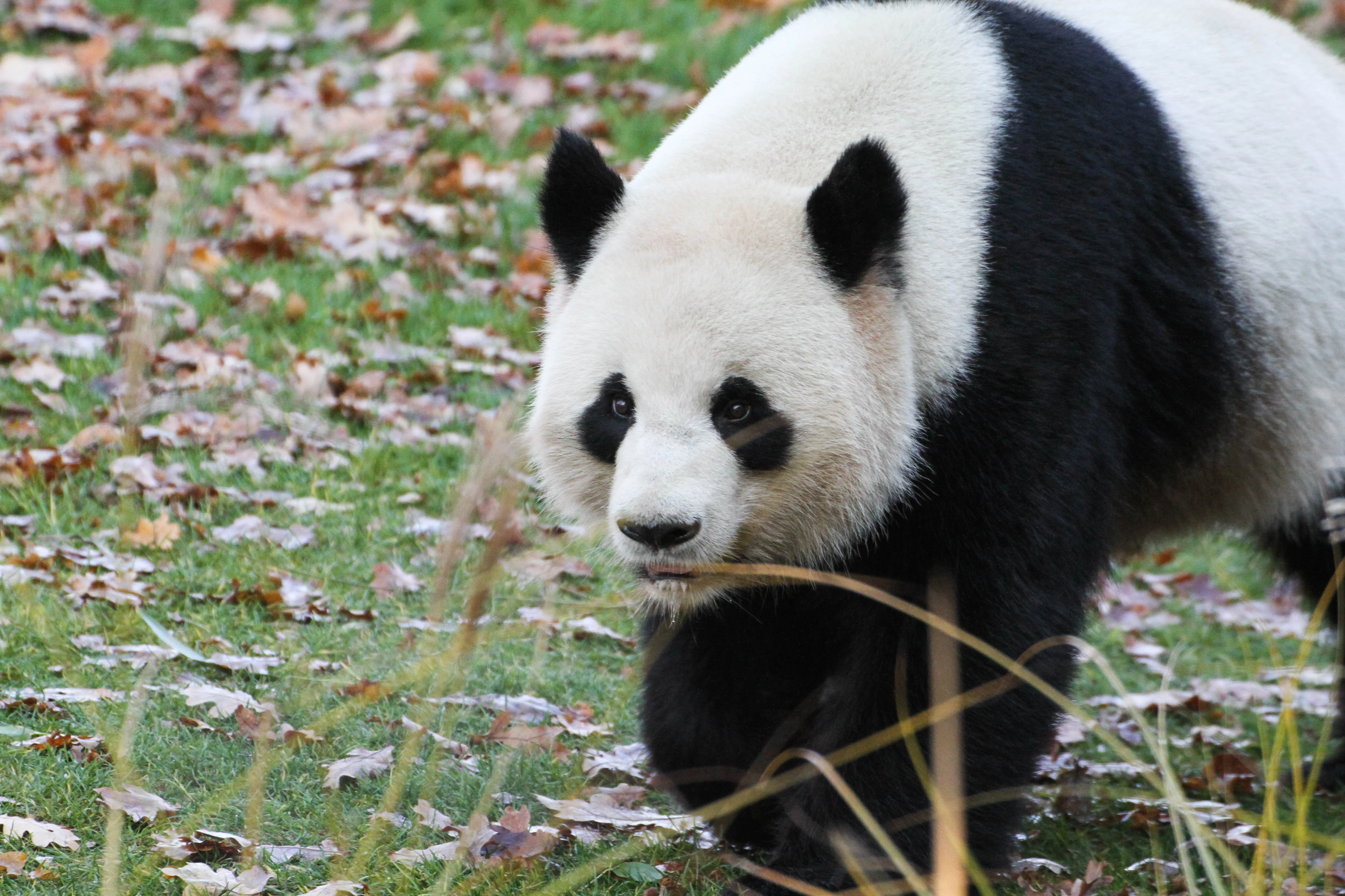 Zoo Berlin