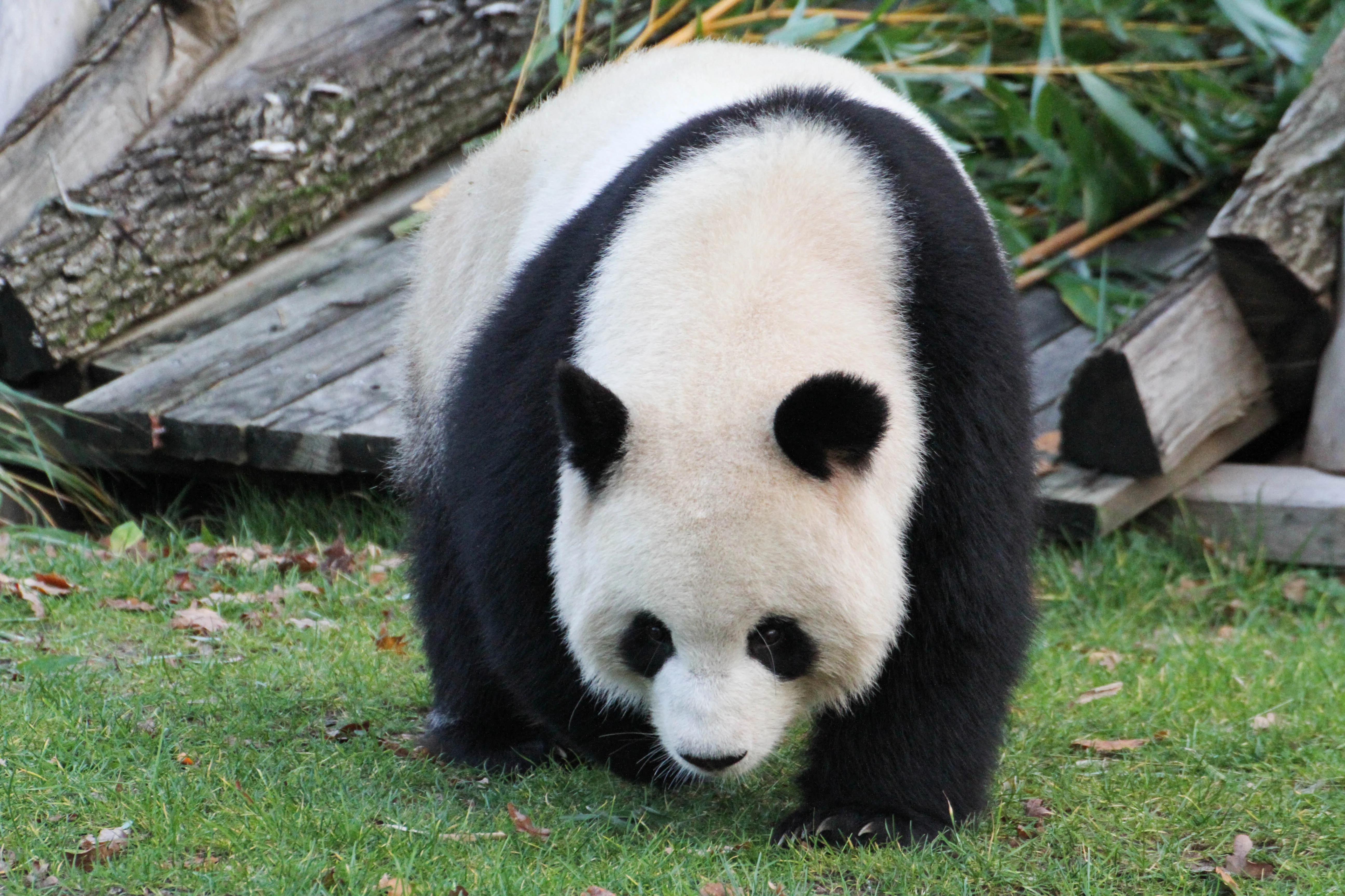 Zoo Berlin