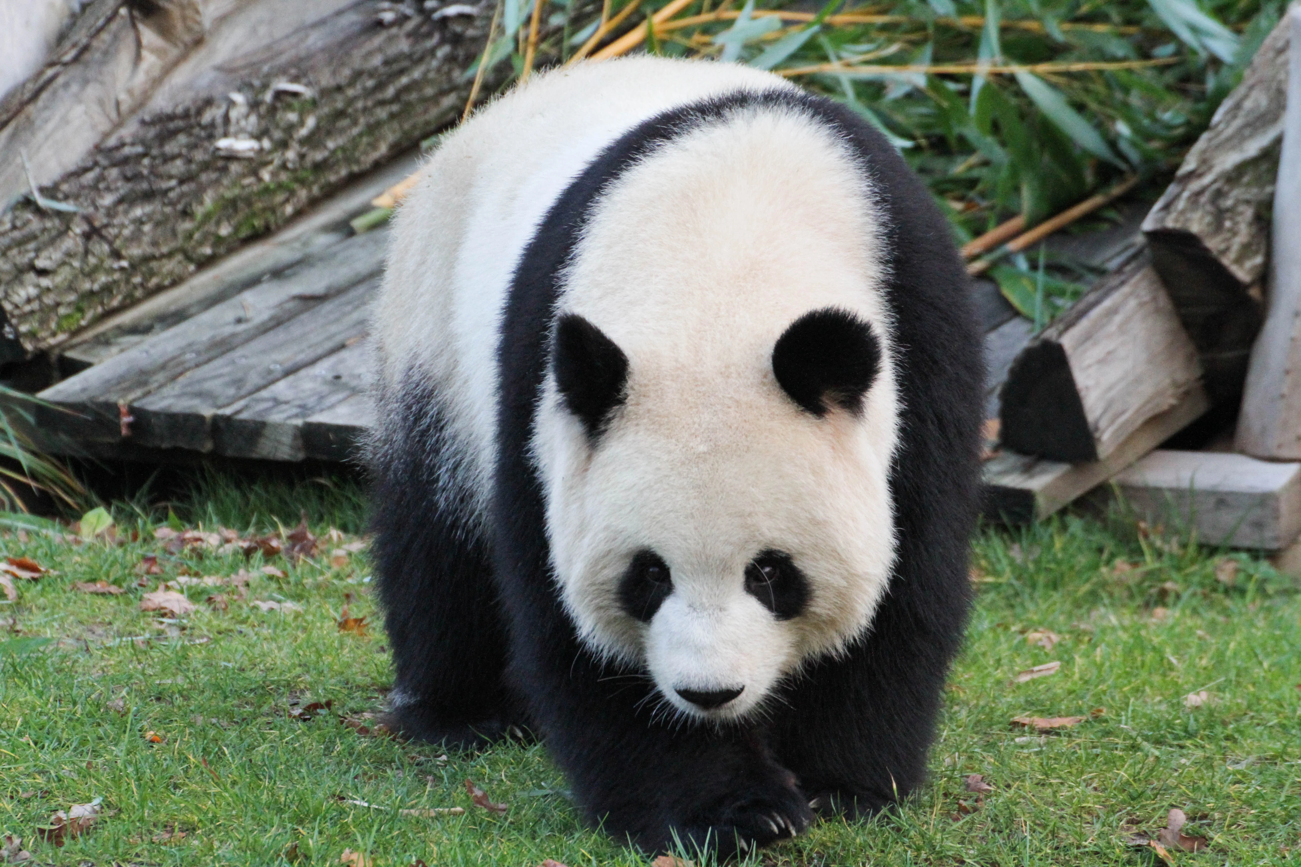 Zoo Berlin