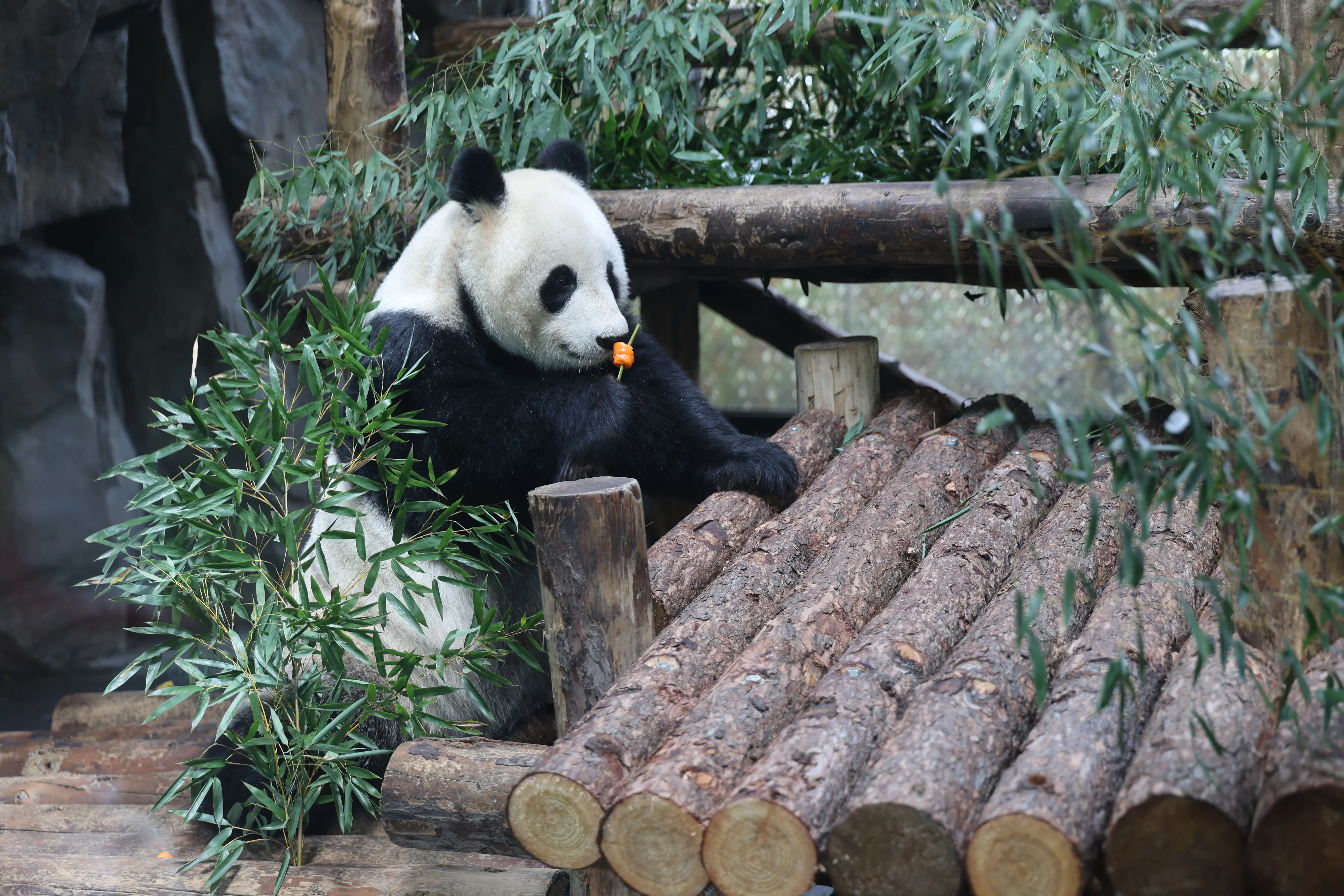 Shanghai Wild Animal Park