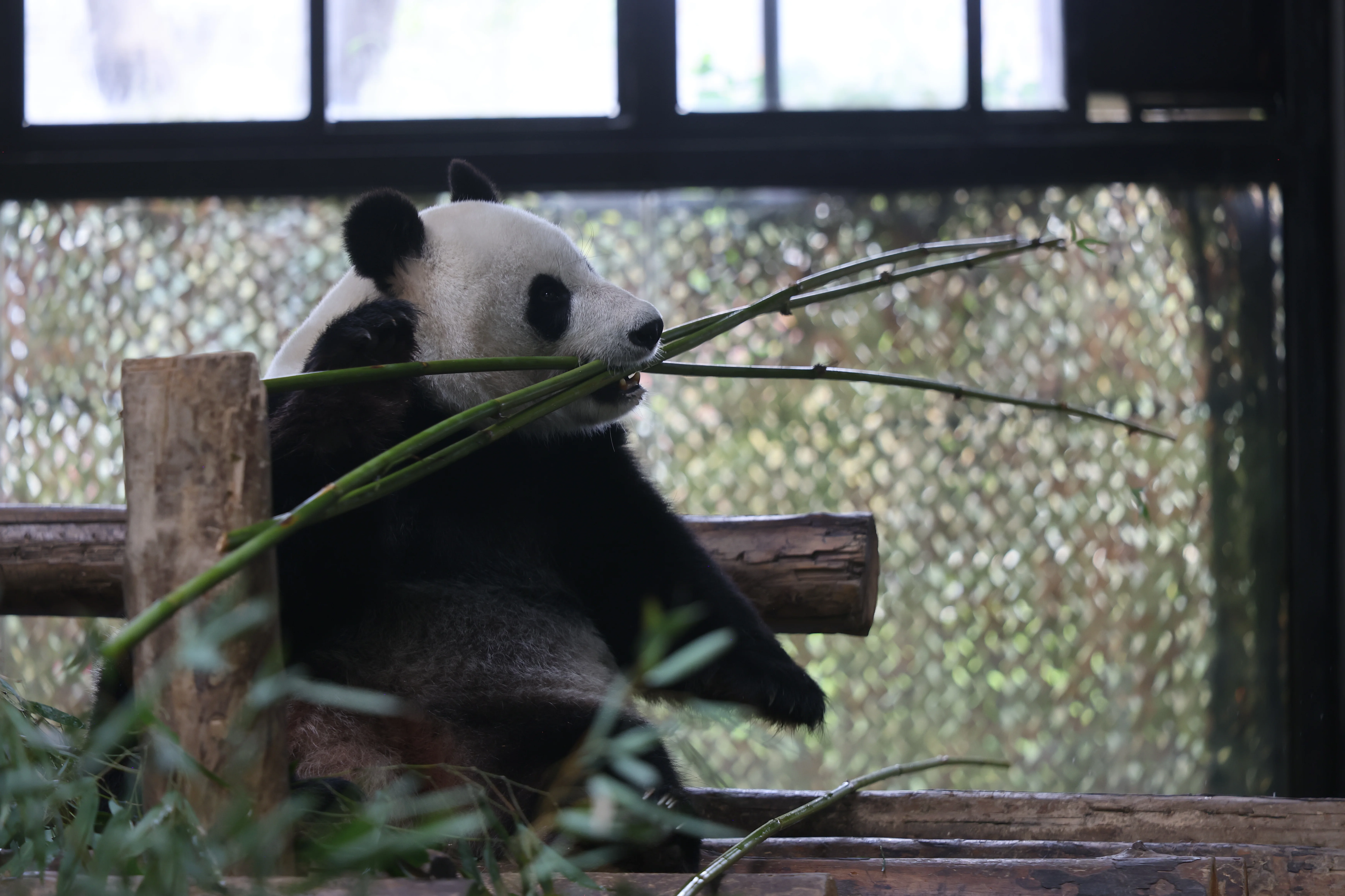 Shanghai Wild Animal Park