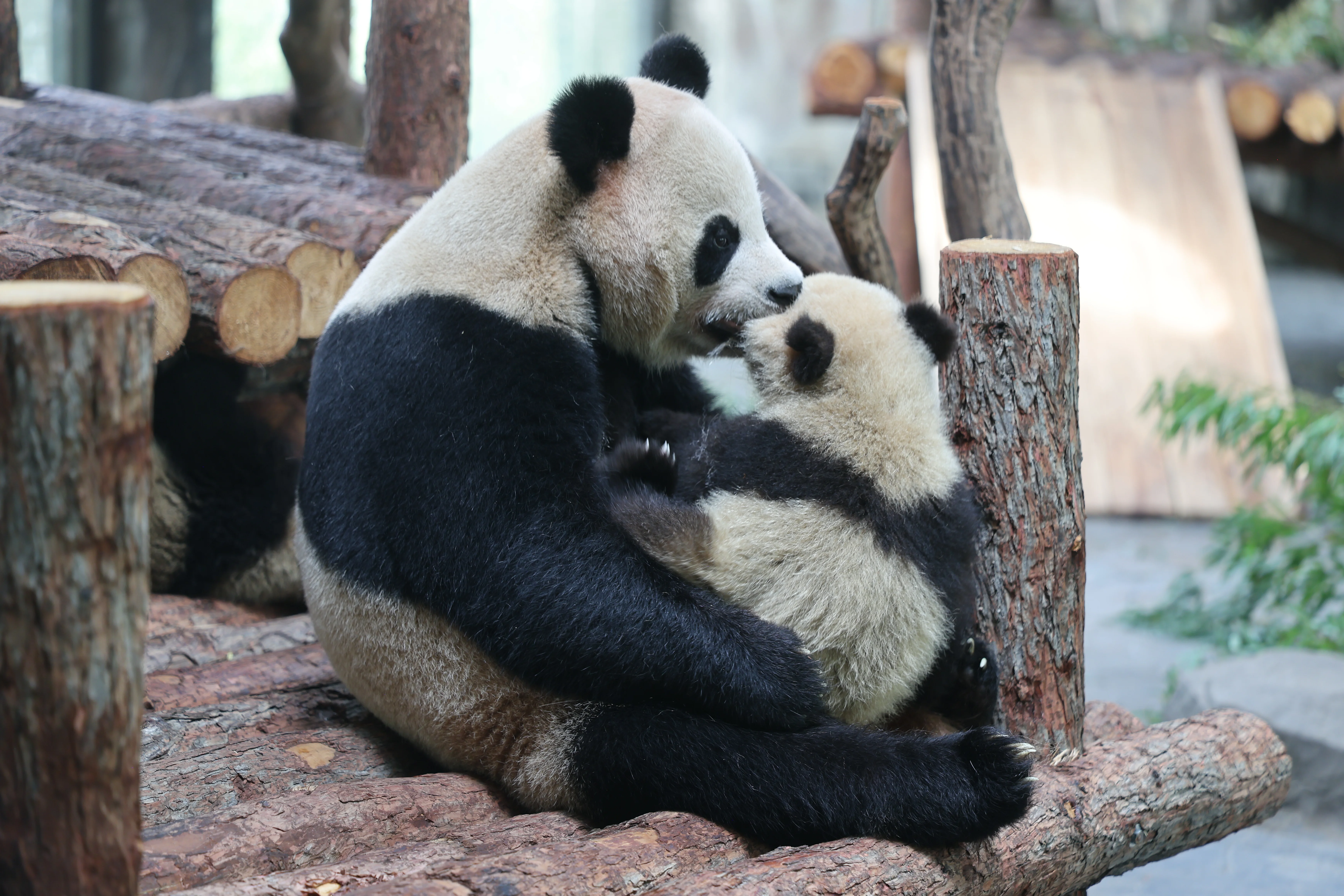 Shanghai Wild Animal Park