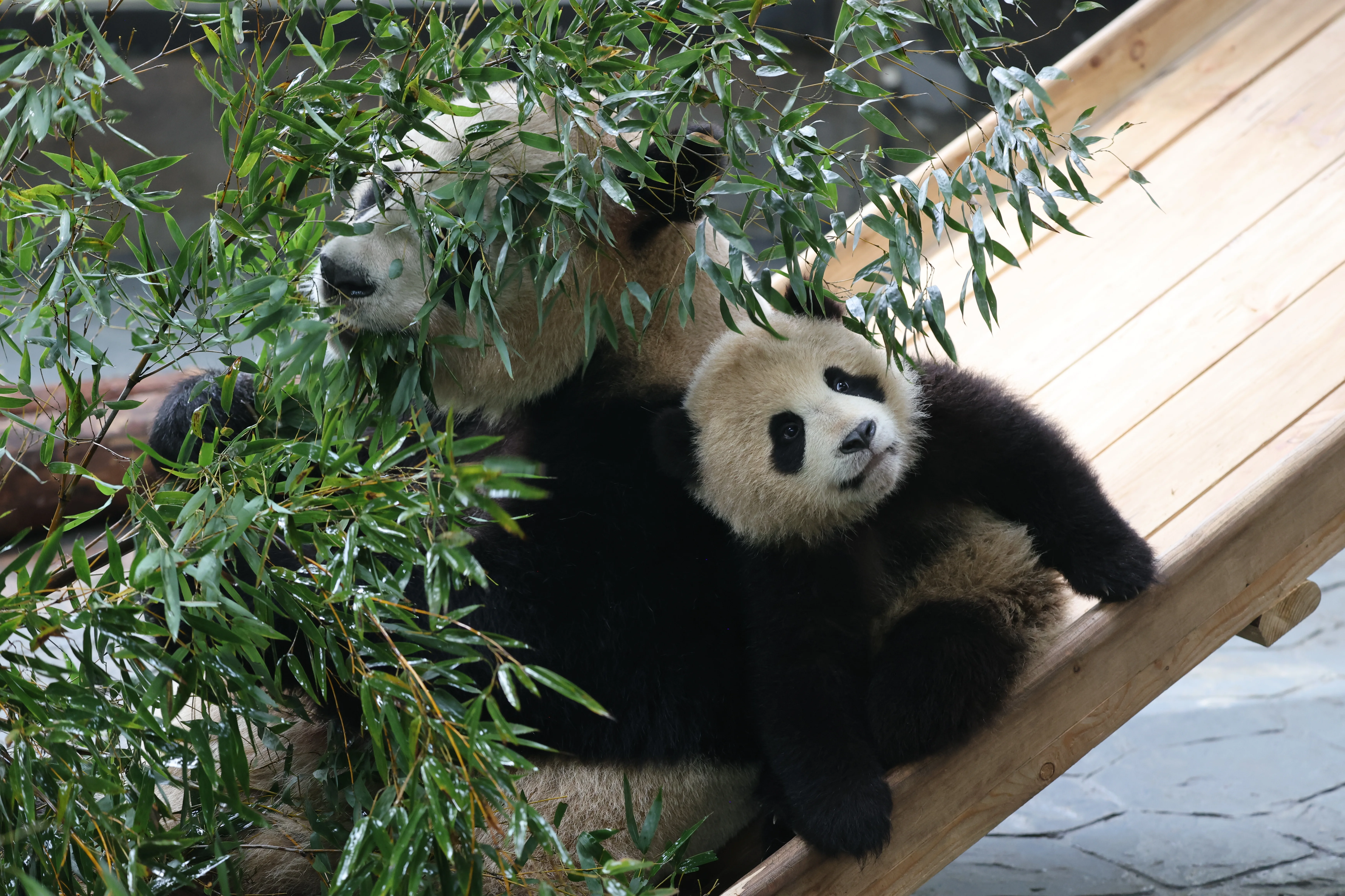 Shanghai Wild Animal Park