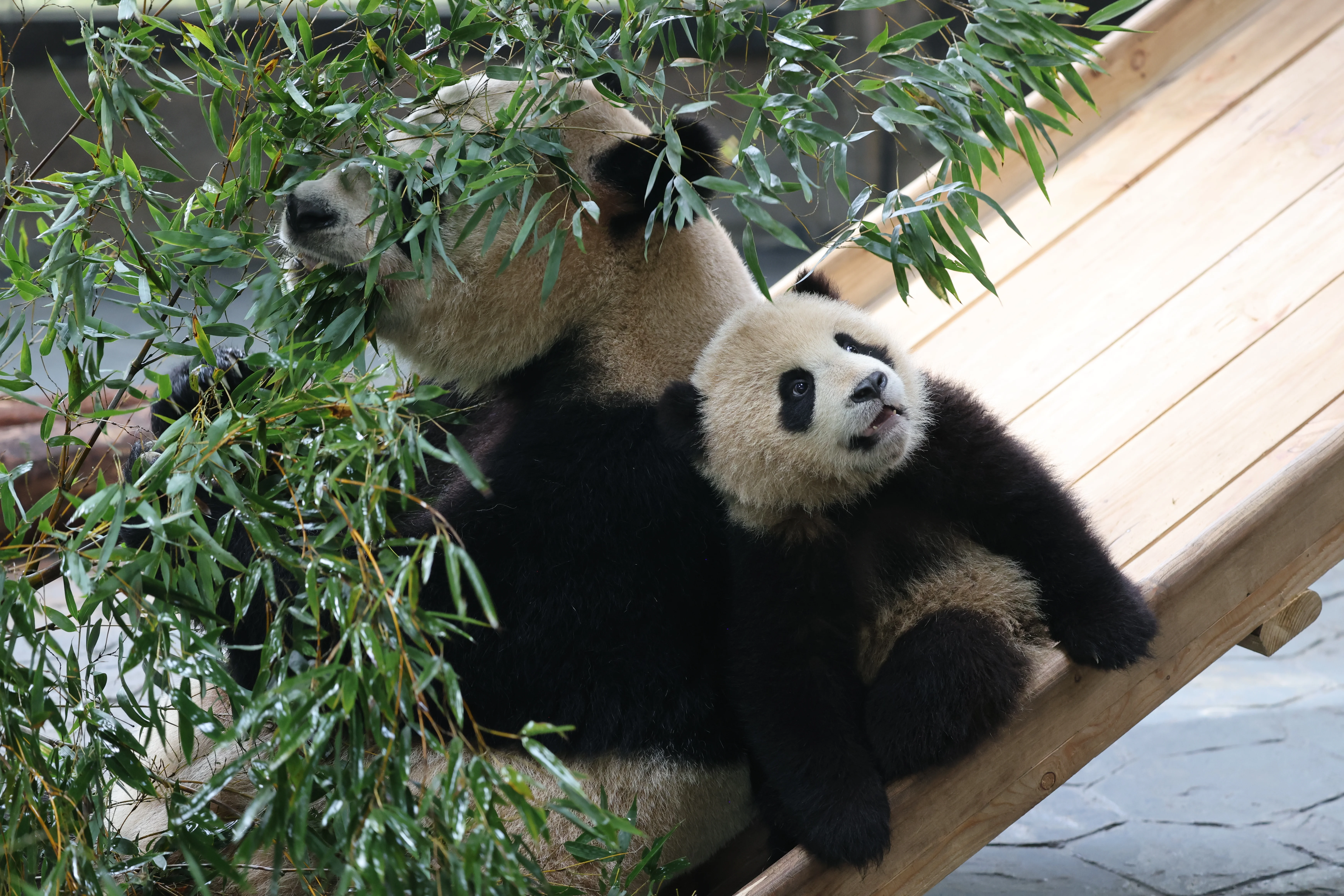 Shanghai Wild Animal Park