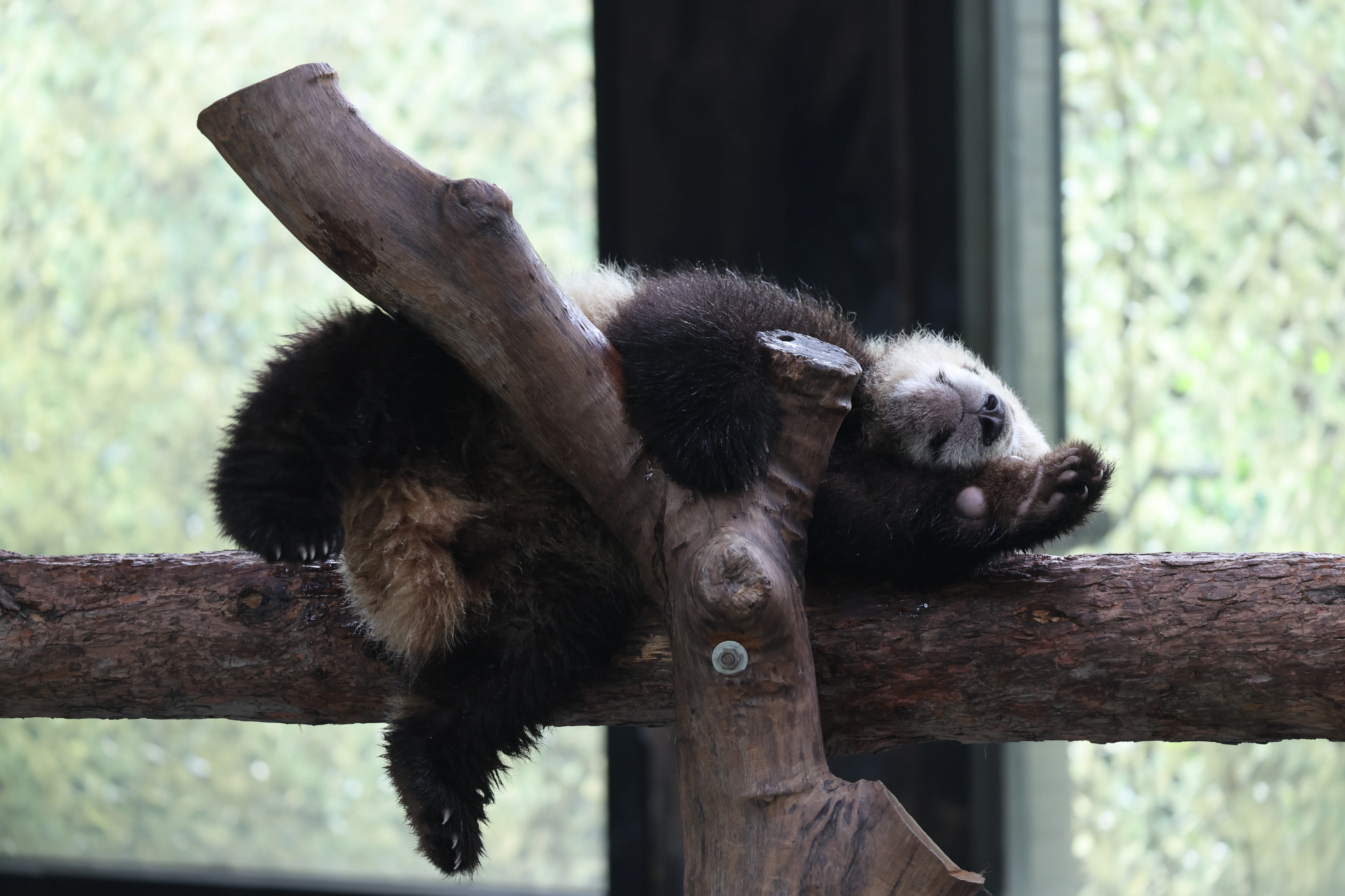 Shanghai Wild Animal Park