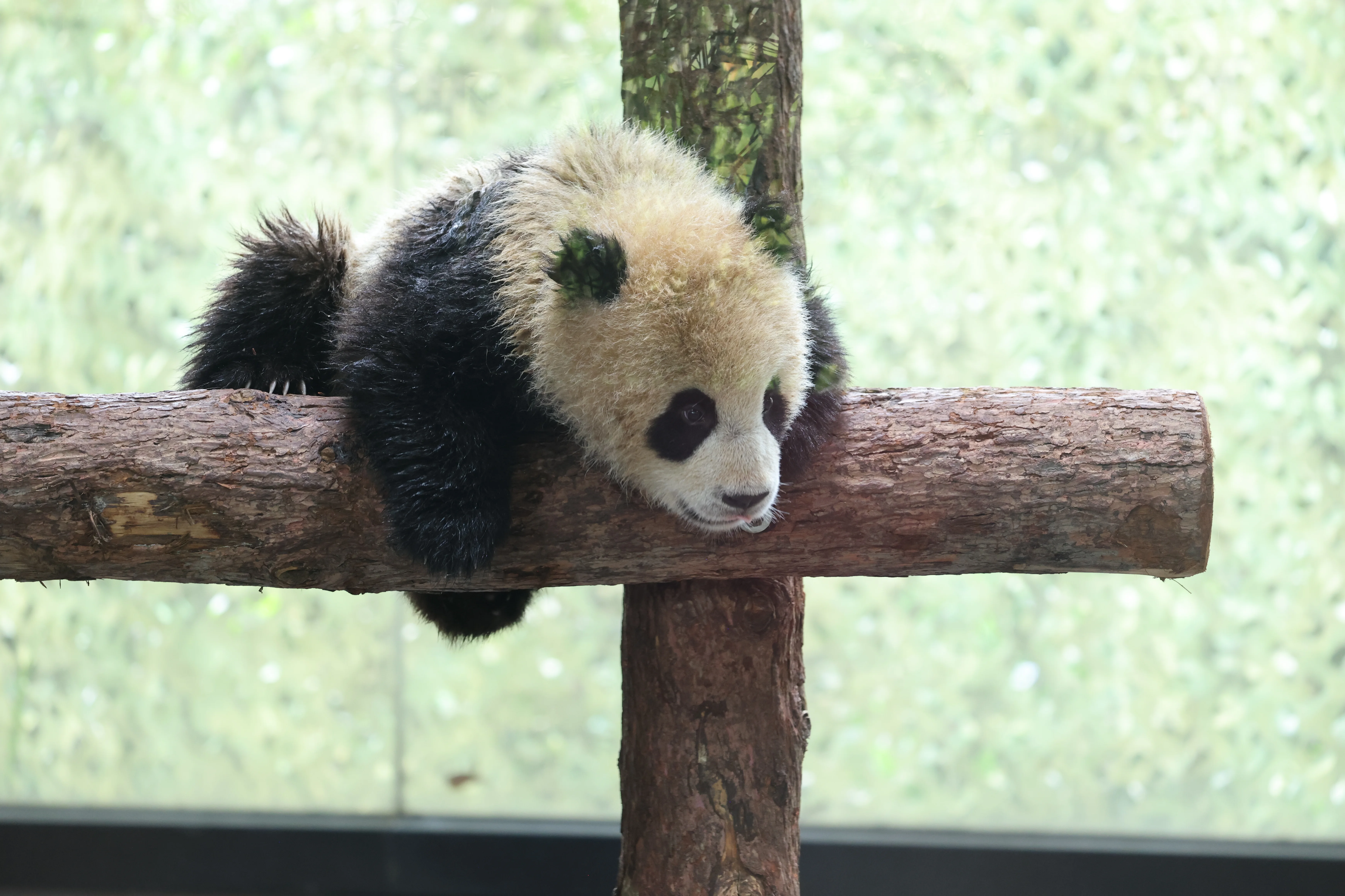 Shanghai Wild Animal Park