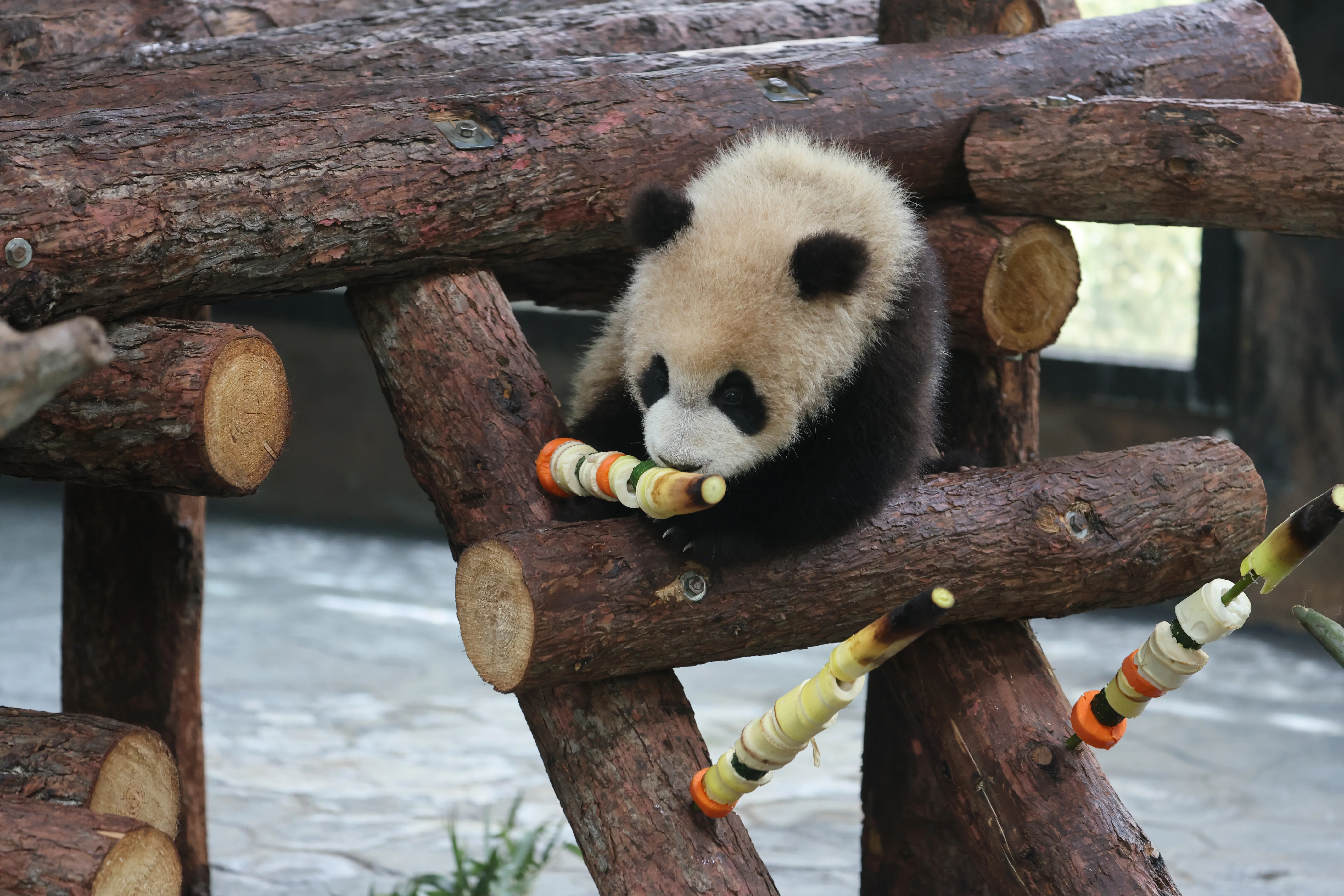 Shanghai Wild Animal Park