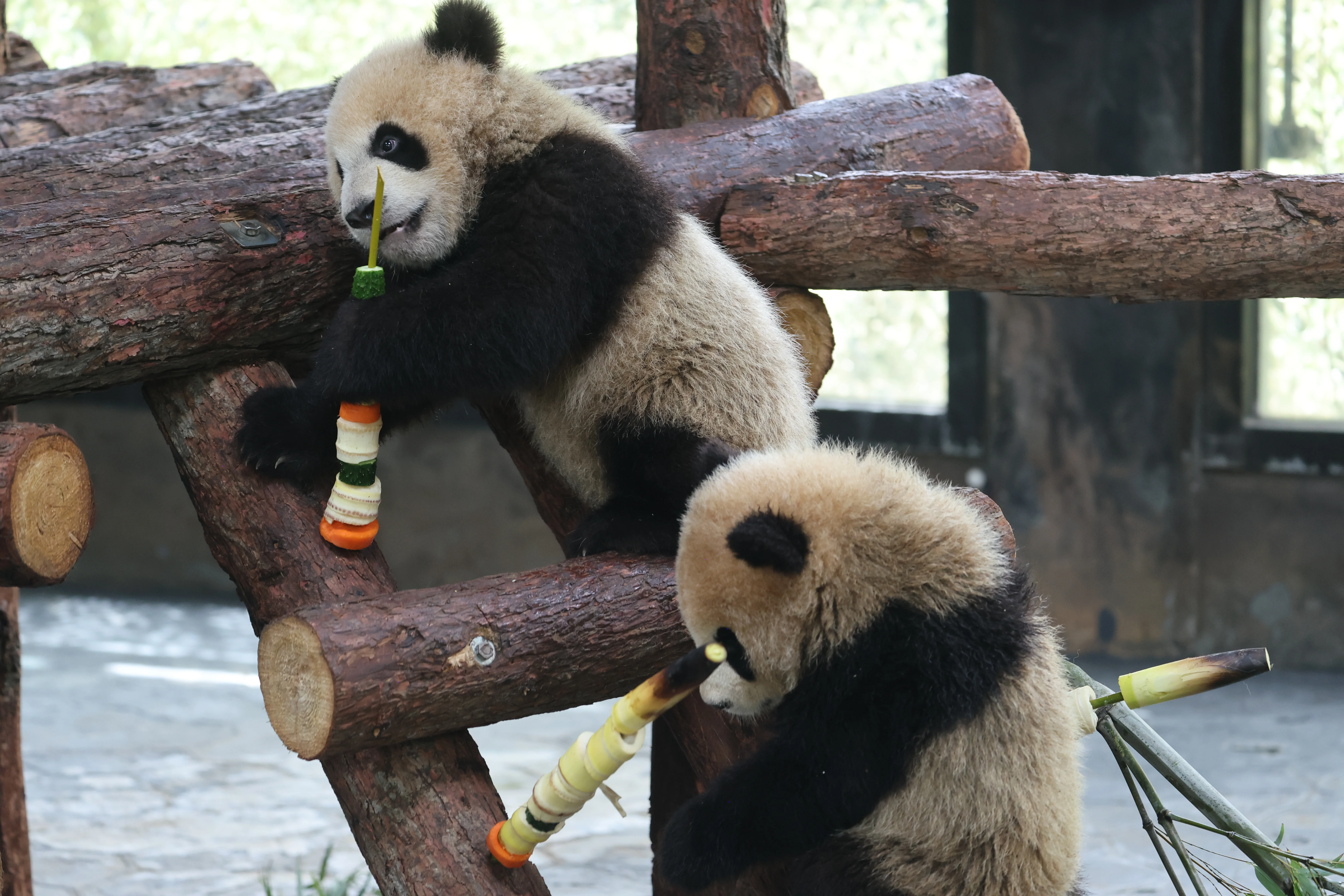 Shanghai Wild Animal Park