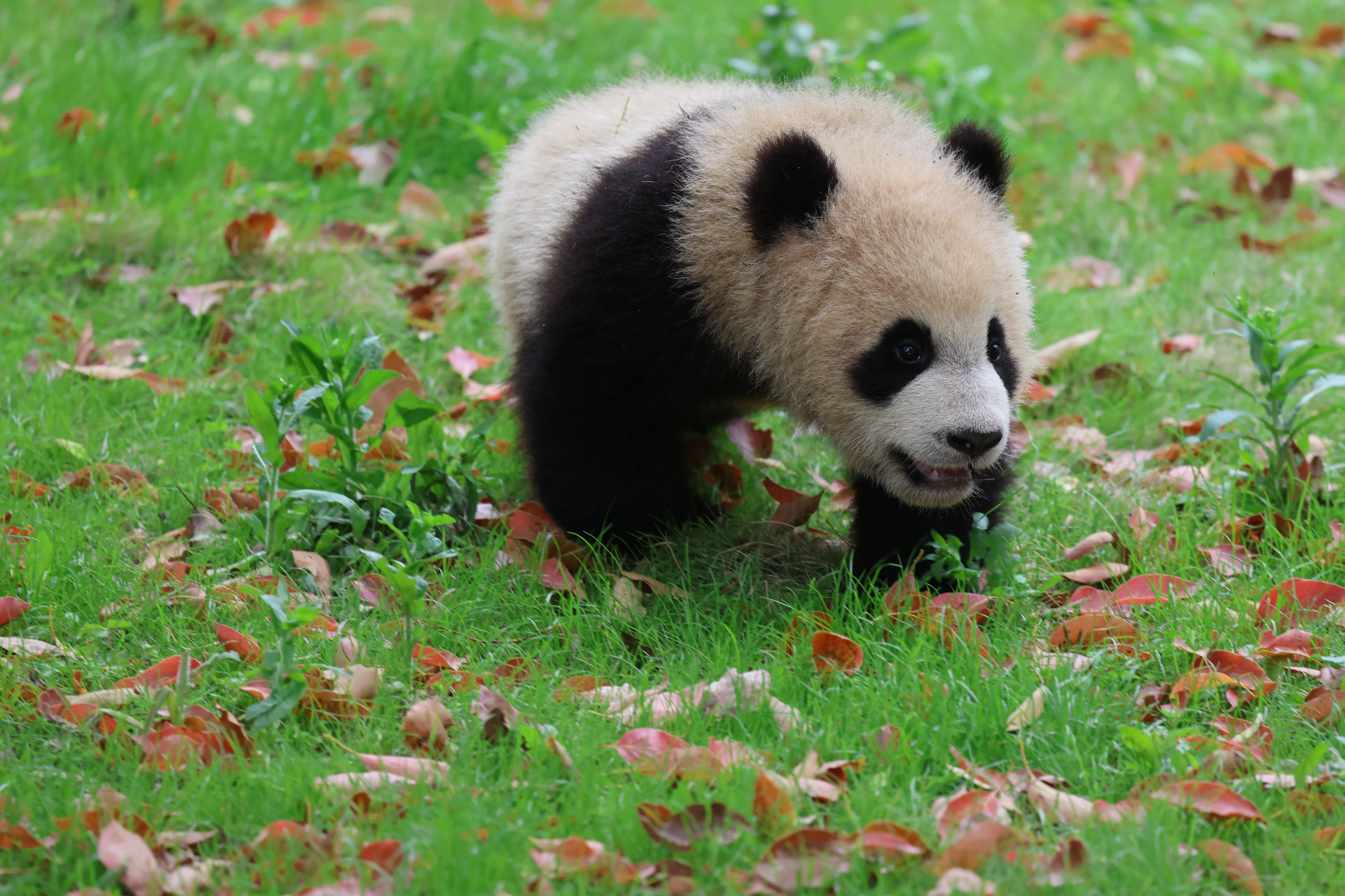 Shanghai Wild Animal Park