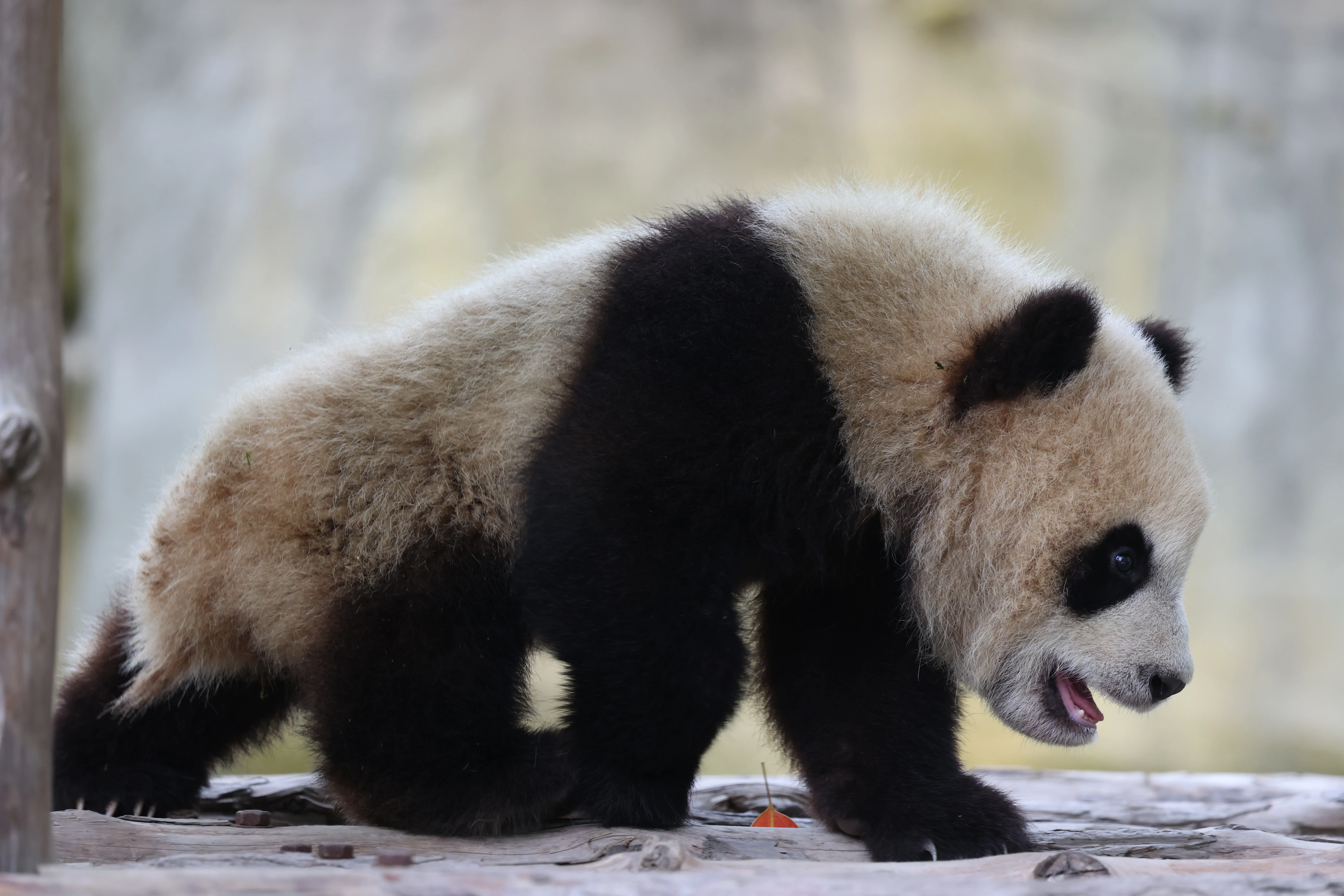 Shanghai Wild Animal Park