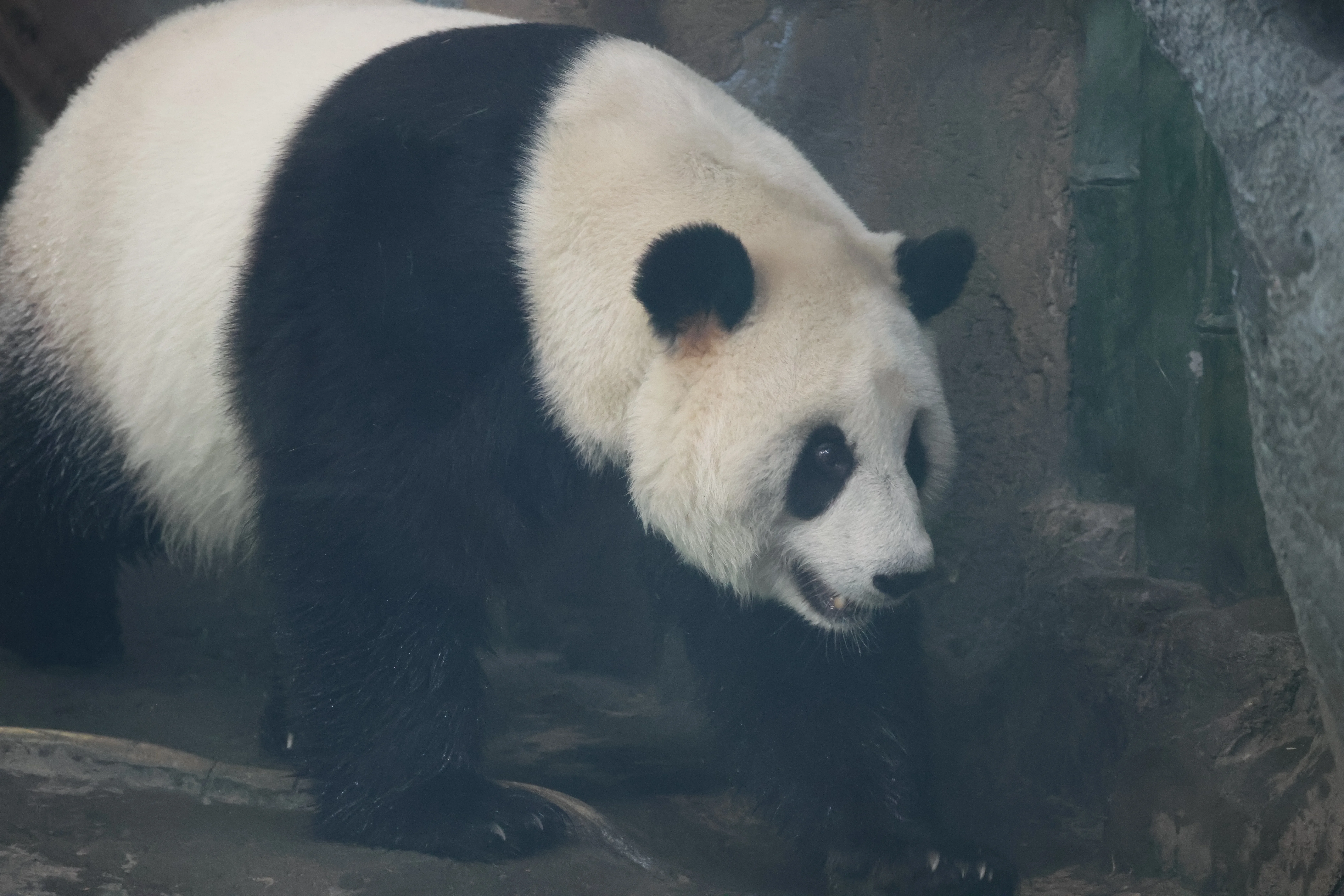Wuhan Zoo