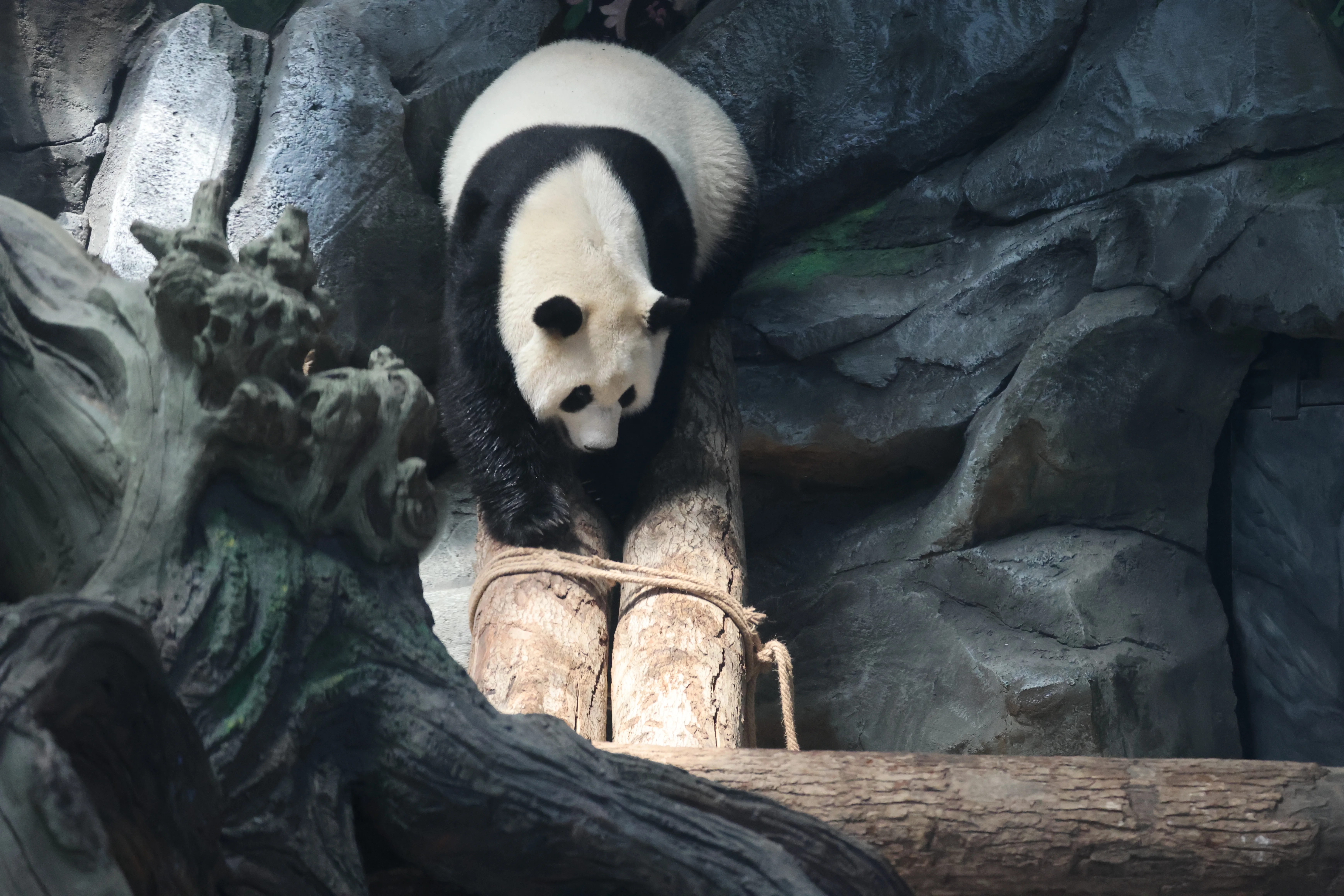 Wuhan Zoo
