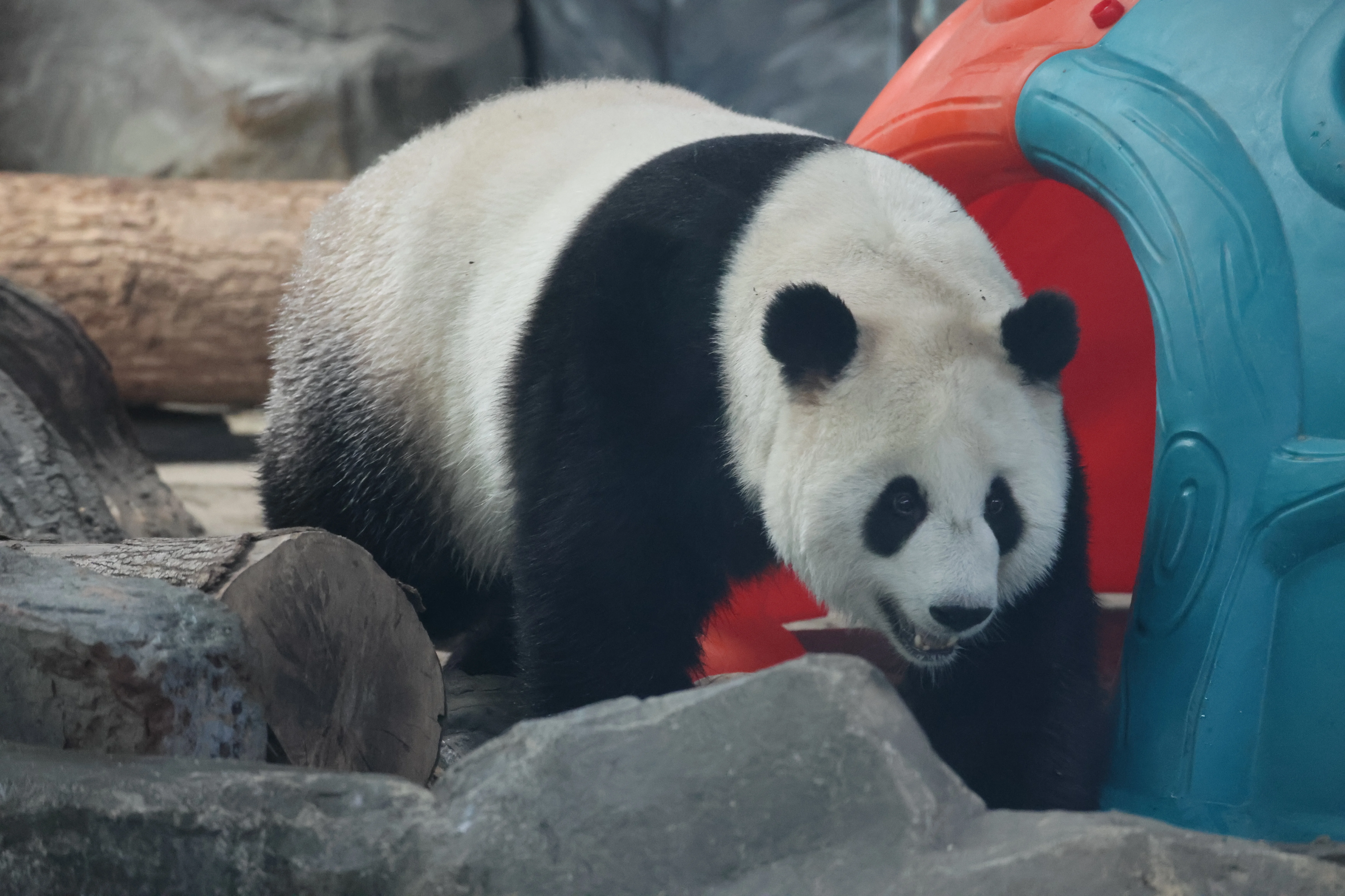Wuhan Zoo