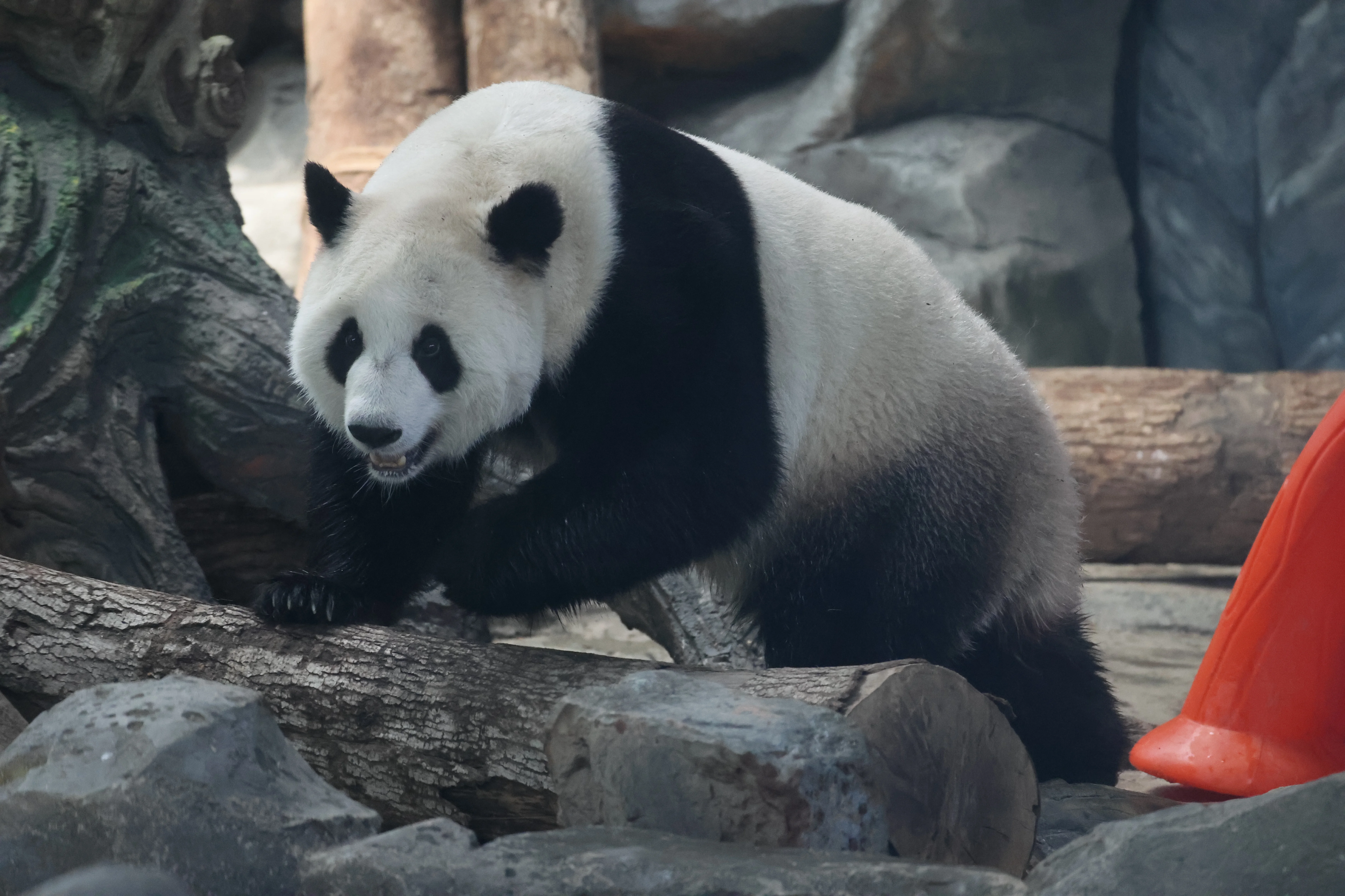 Wuhan Zoo
