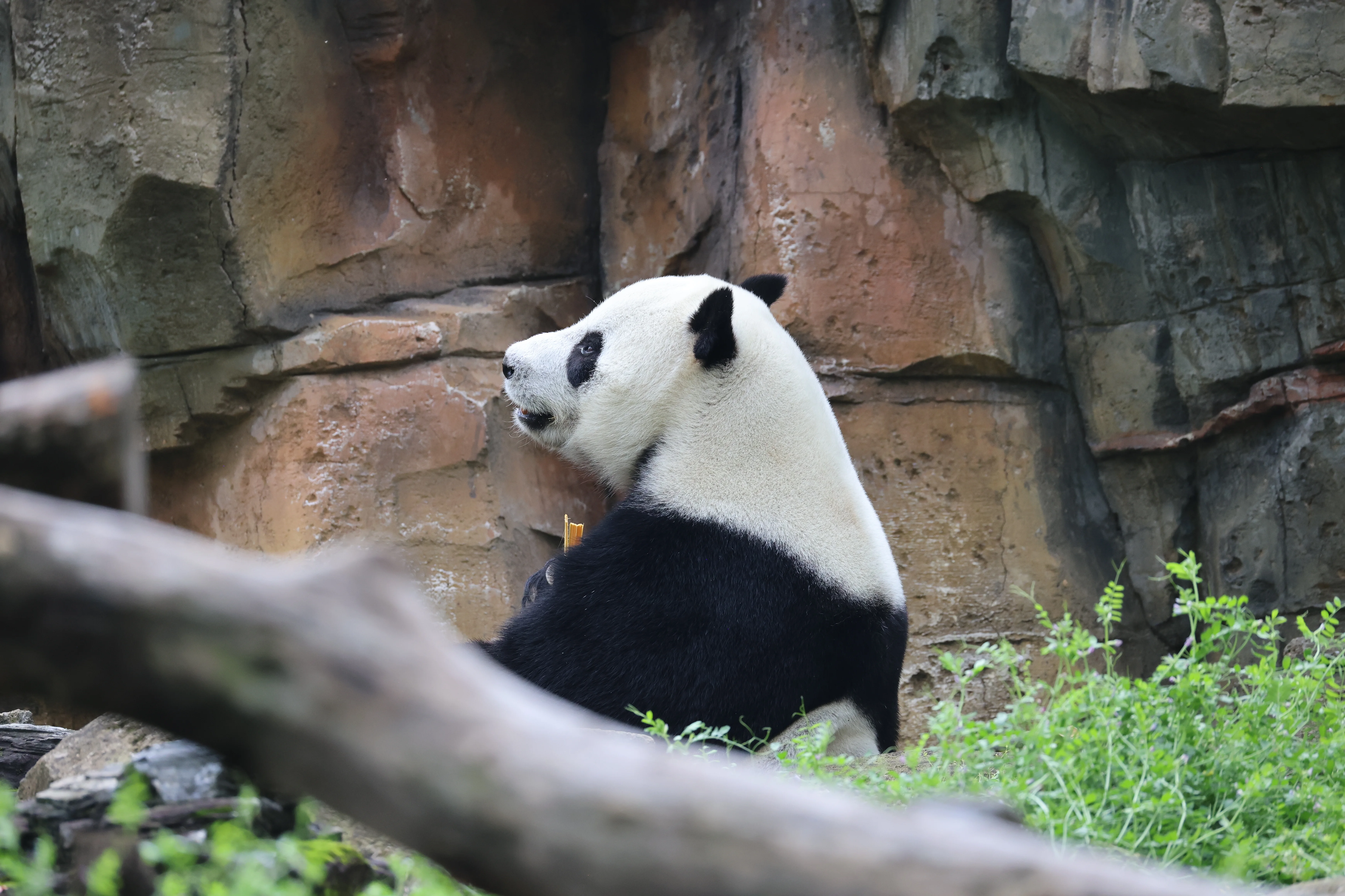 Wuhan Zoo