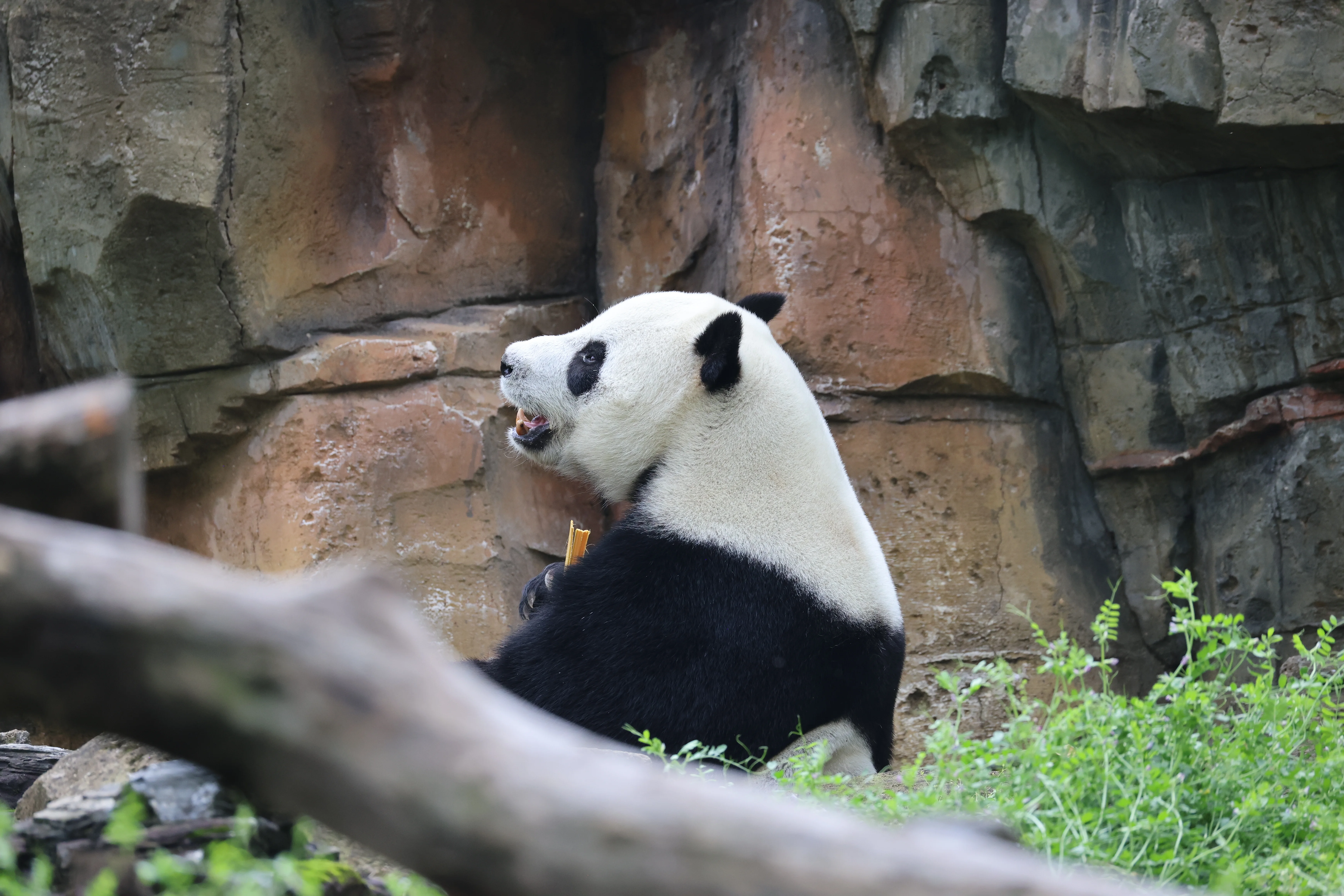 Wuhan Zoo