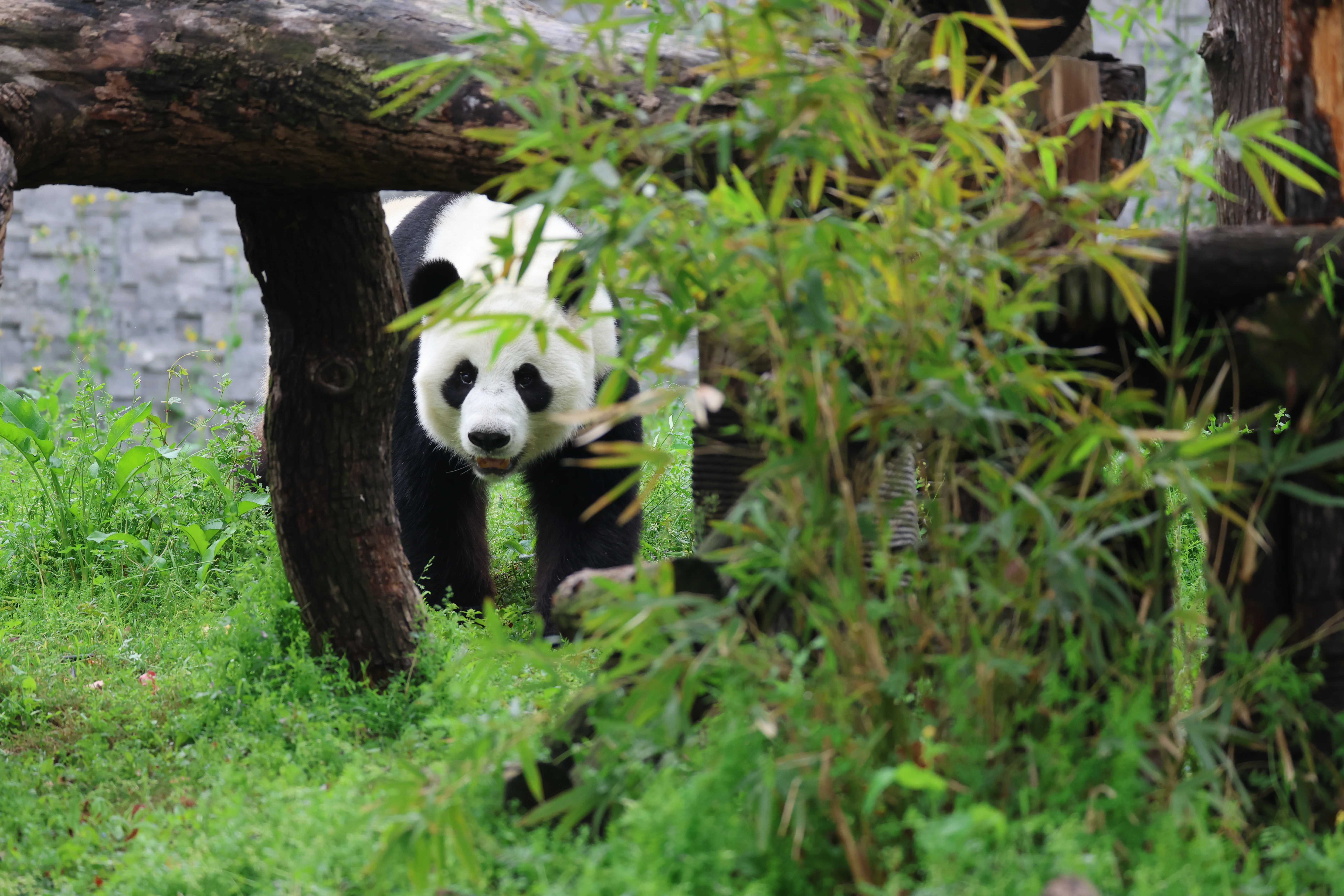 Wuhan Zoo