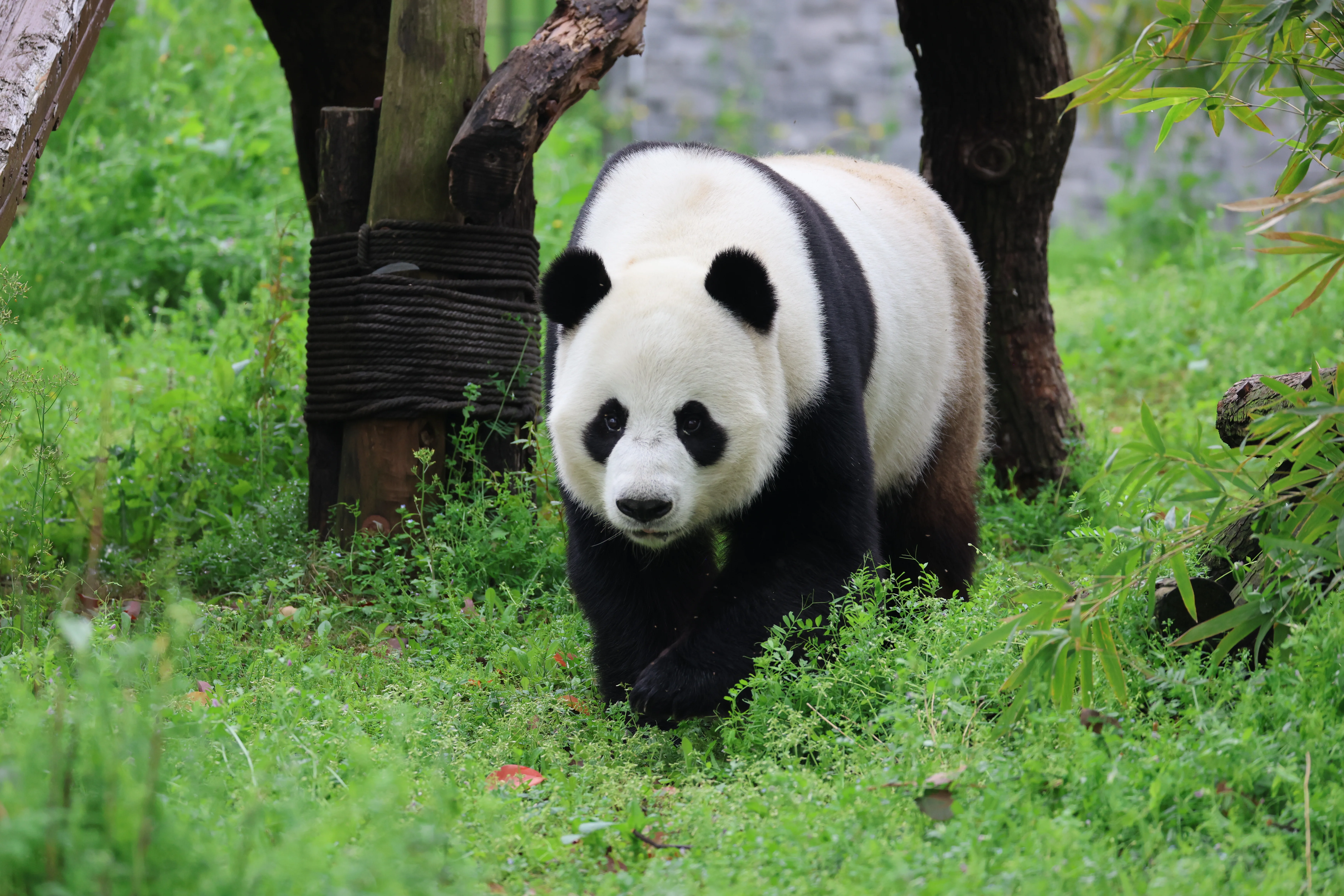 Wuhan Zoo