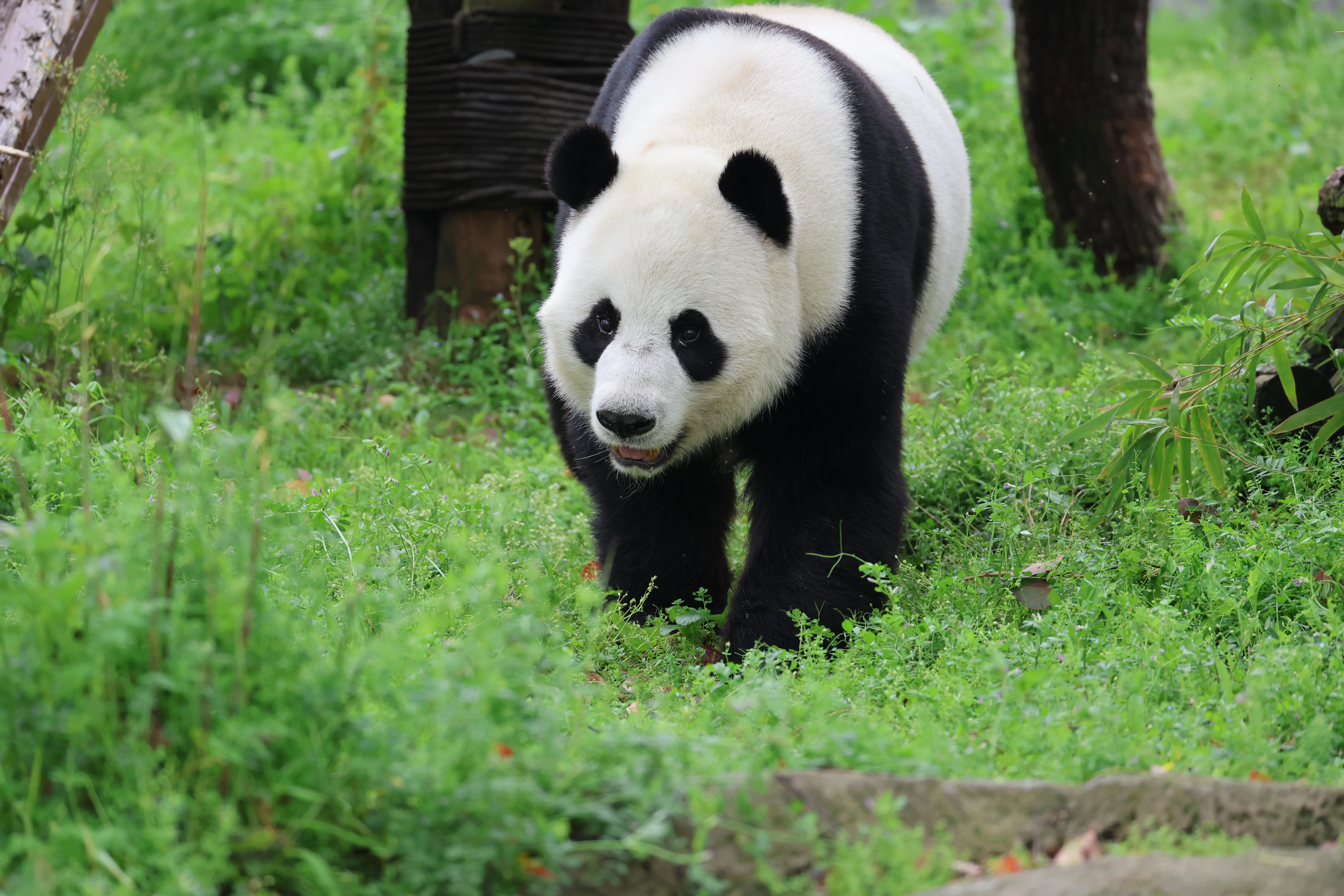 Wuhan Zoo