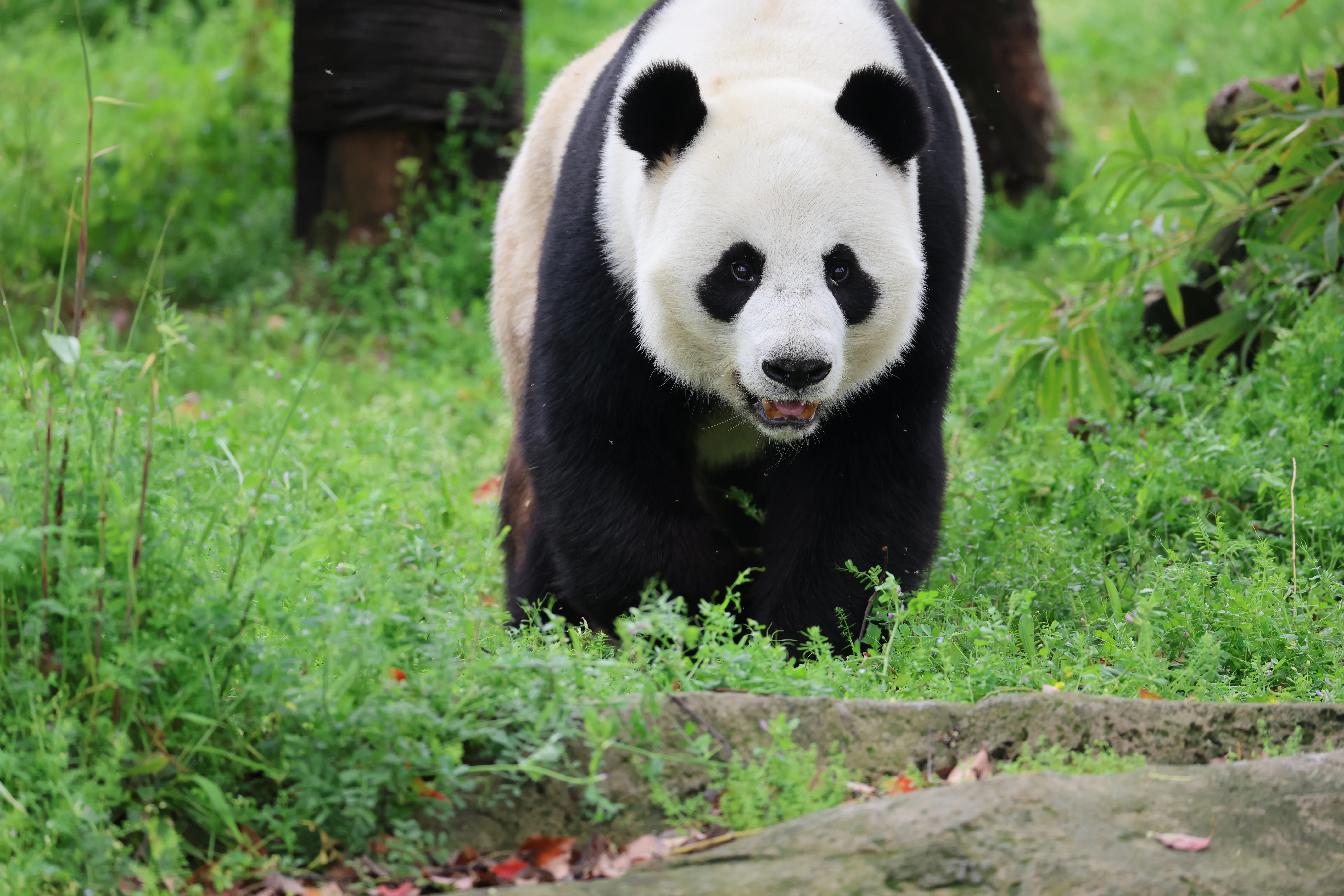 Wuhan Zoo