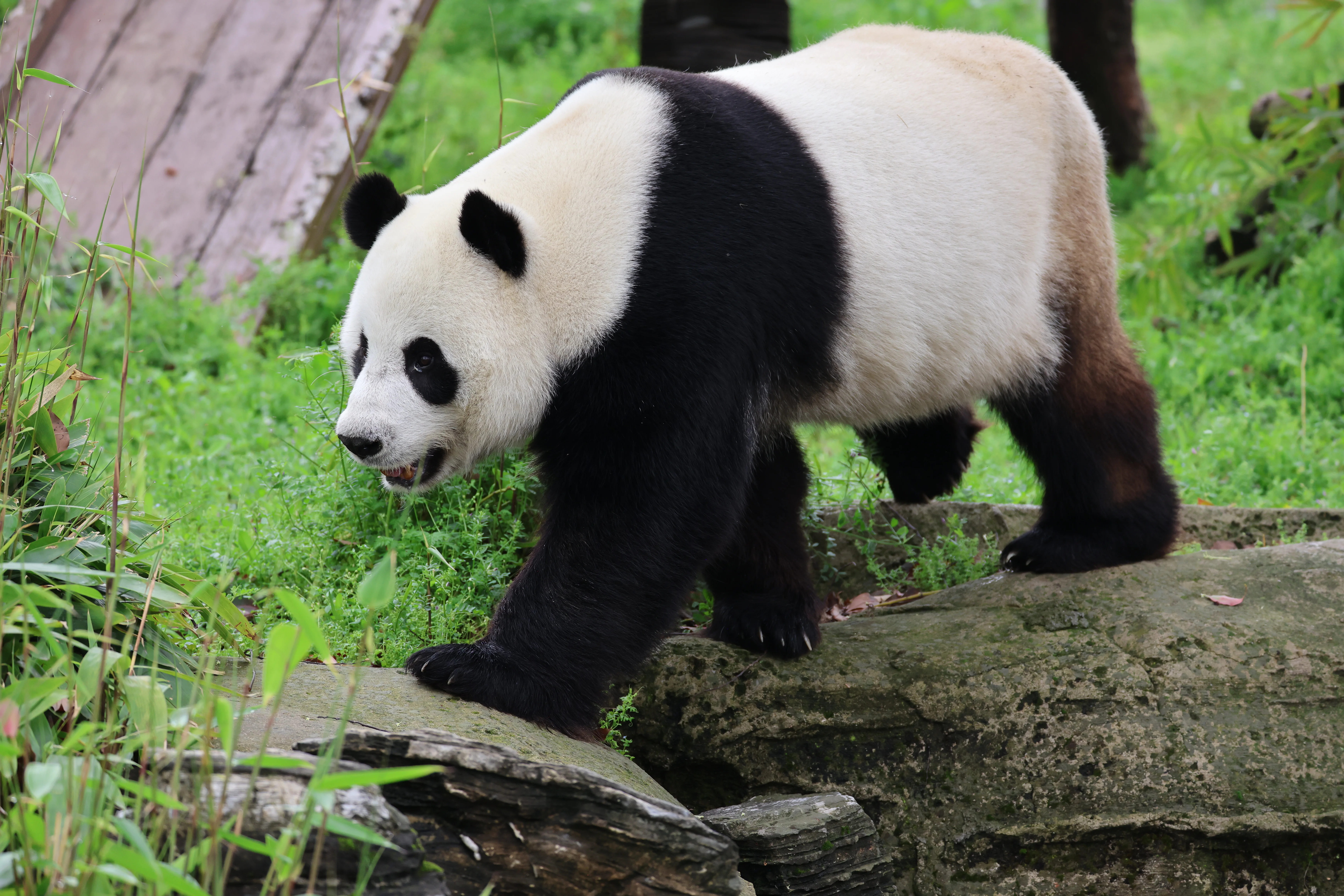 Wuhan Zoo