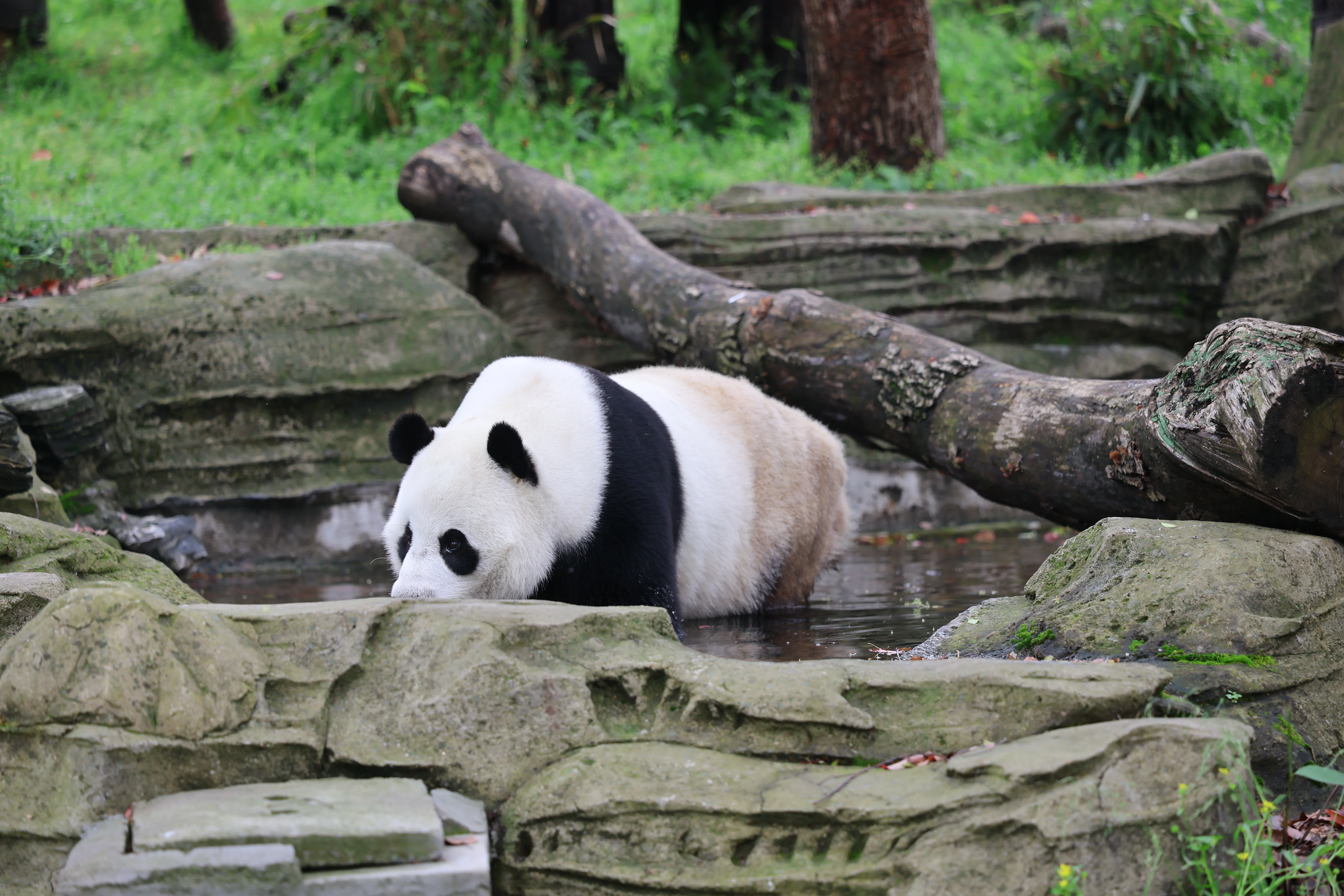 Wuhan Zoo