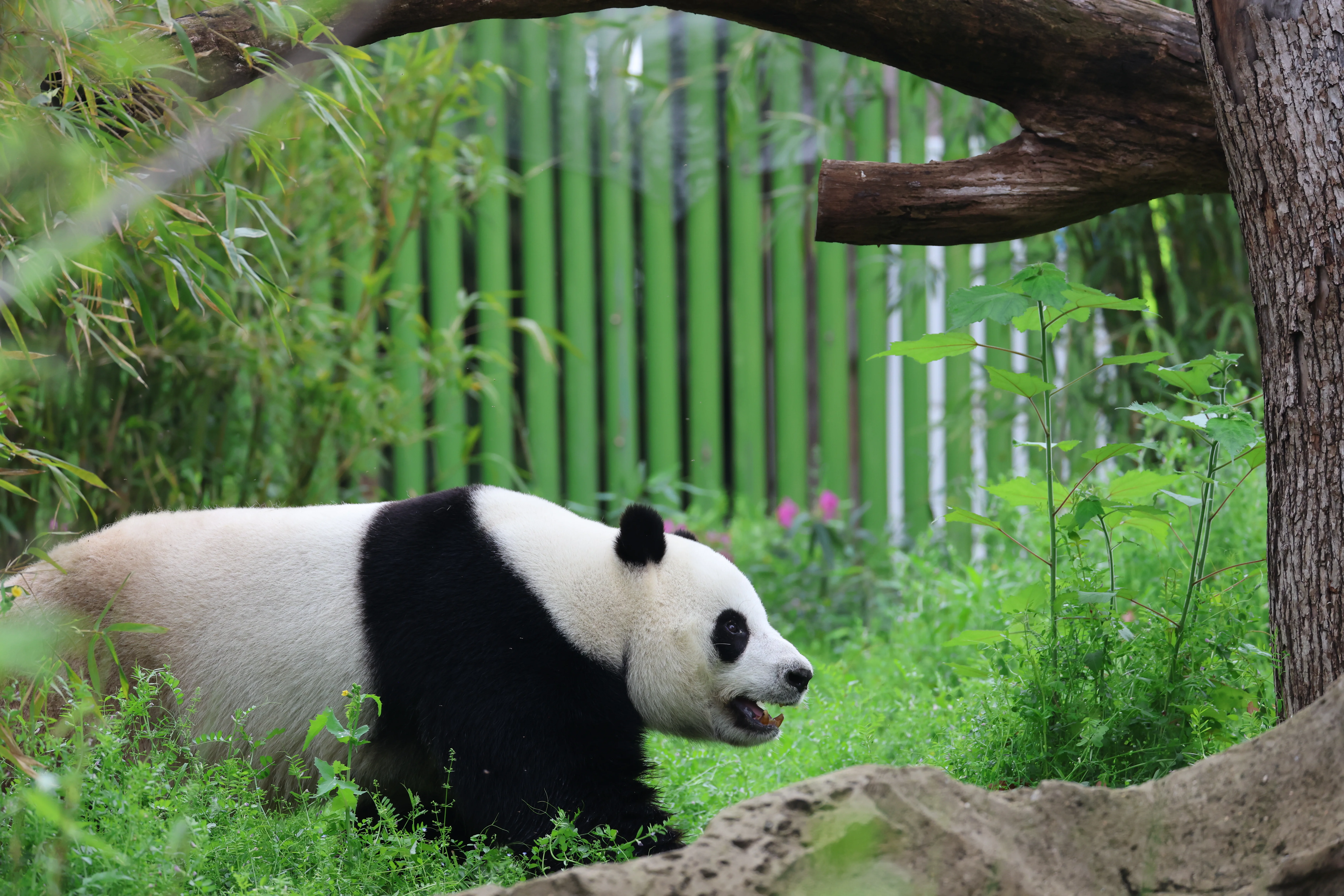 Wuhan Zoo