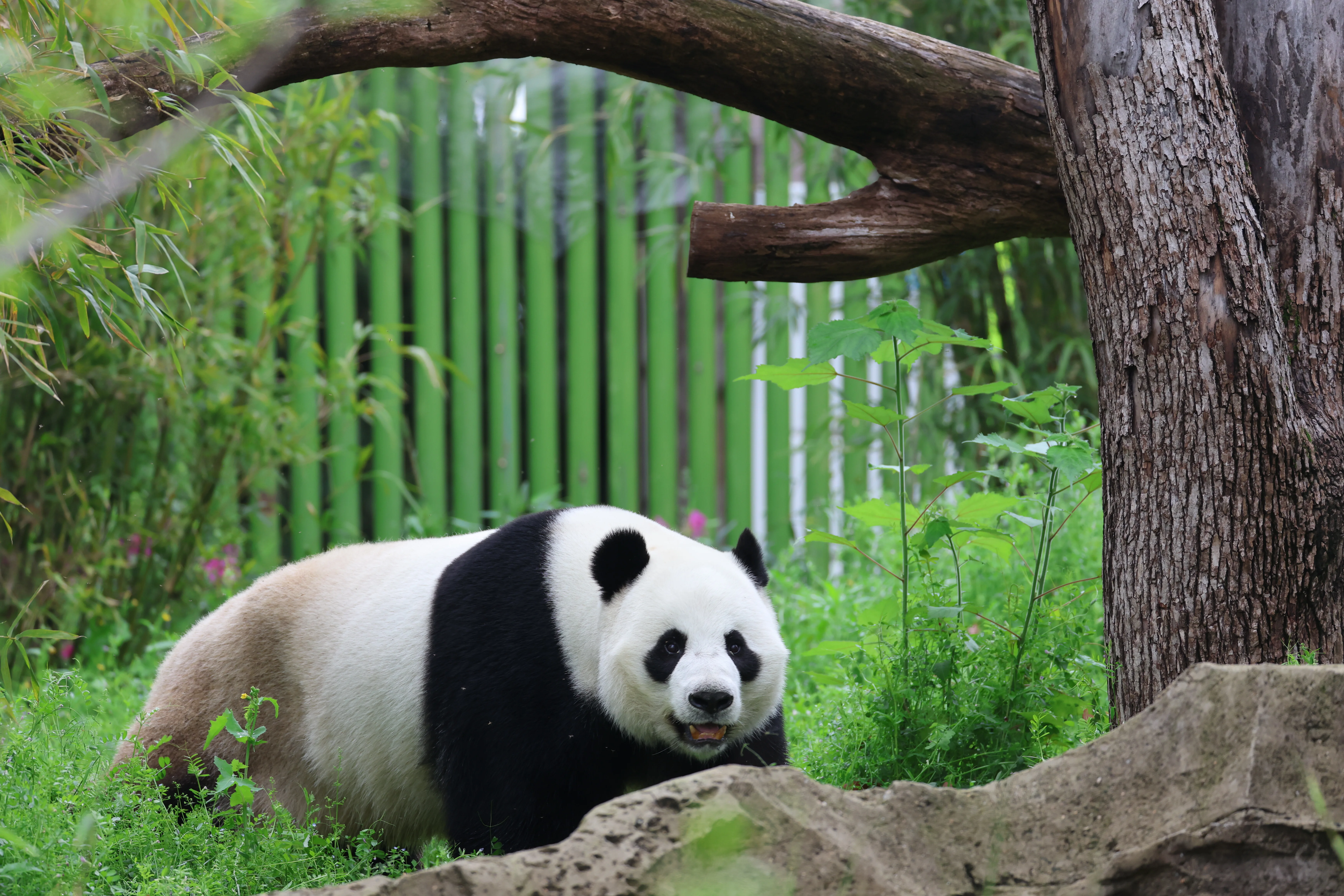 Wuhan Zoo