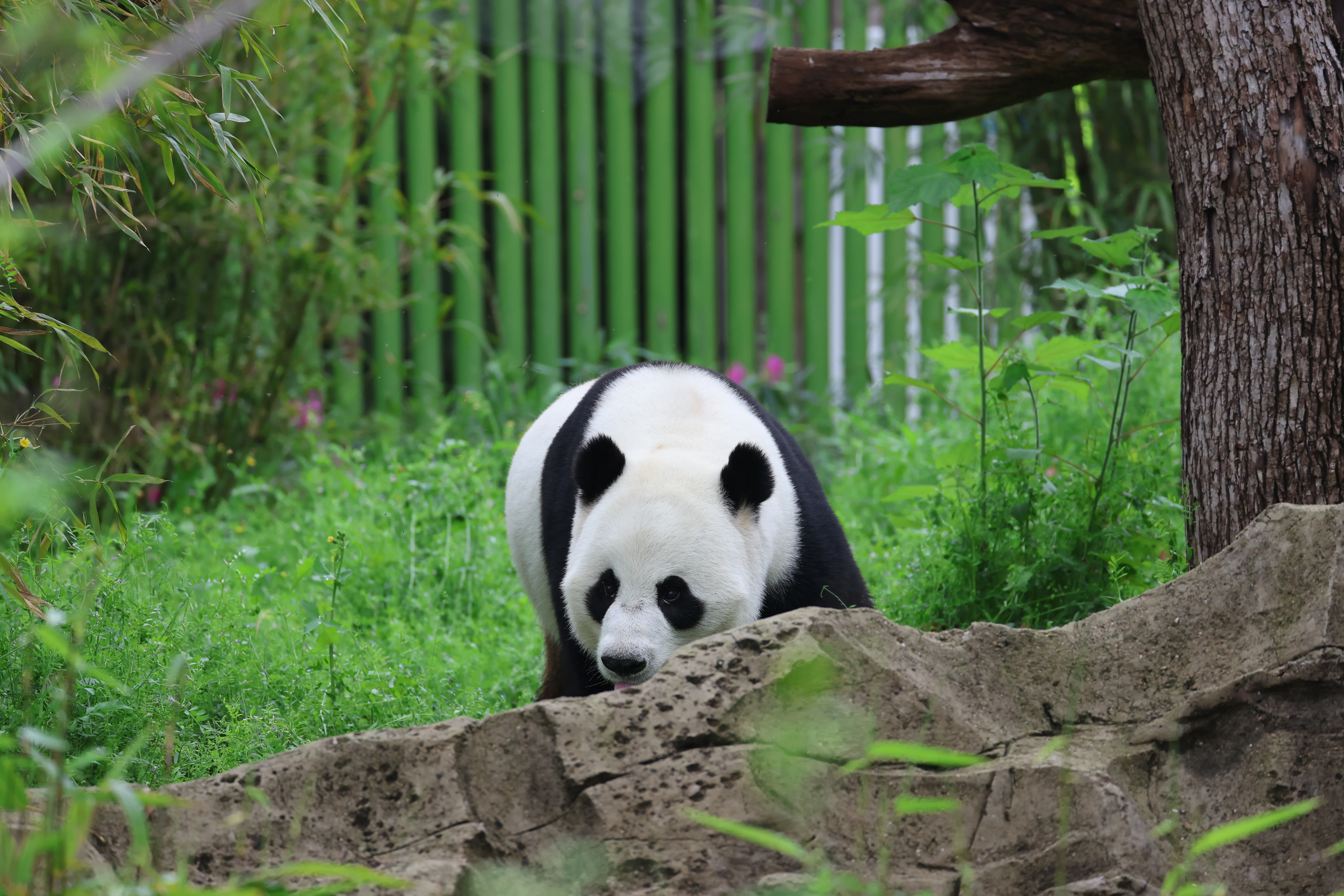 Wuhan Zoo