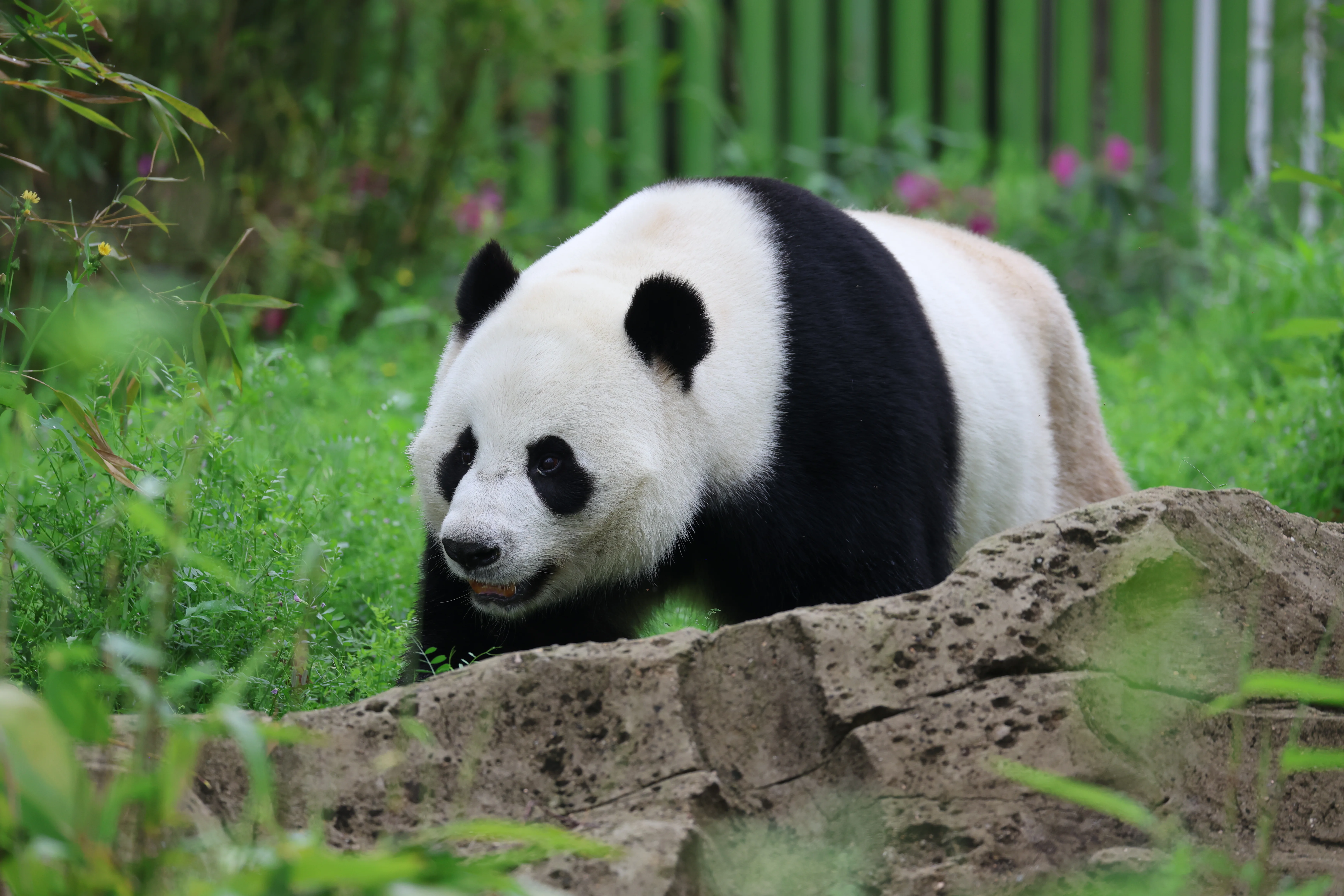 Wuhan Zoo