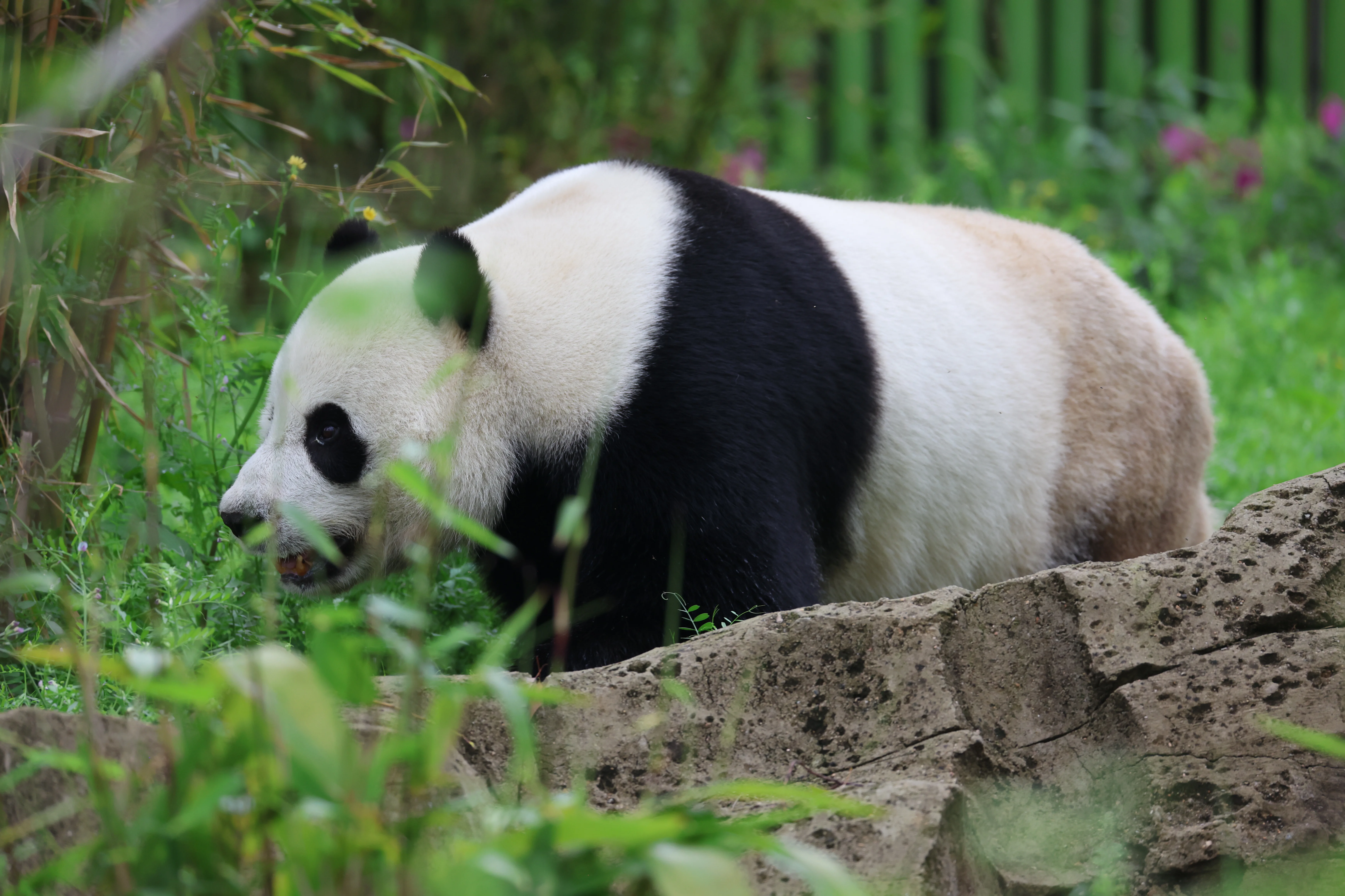 Wuhan Zoo