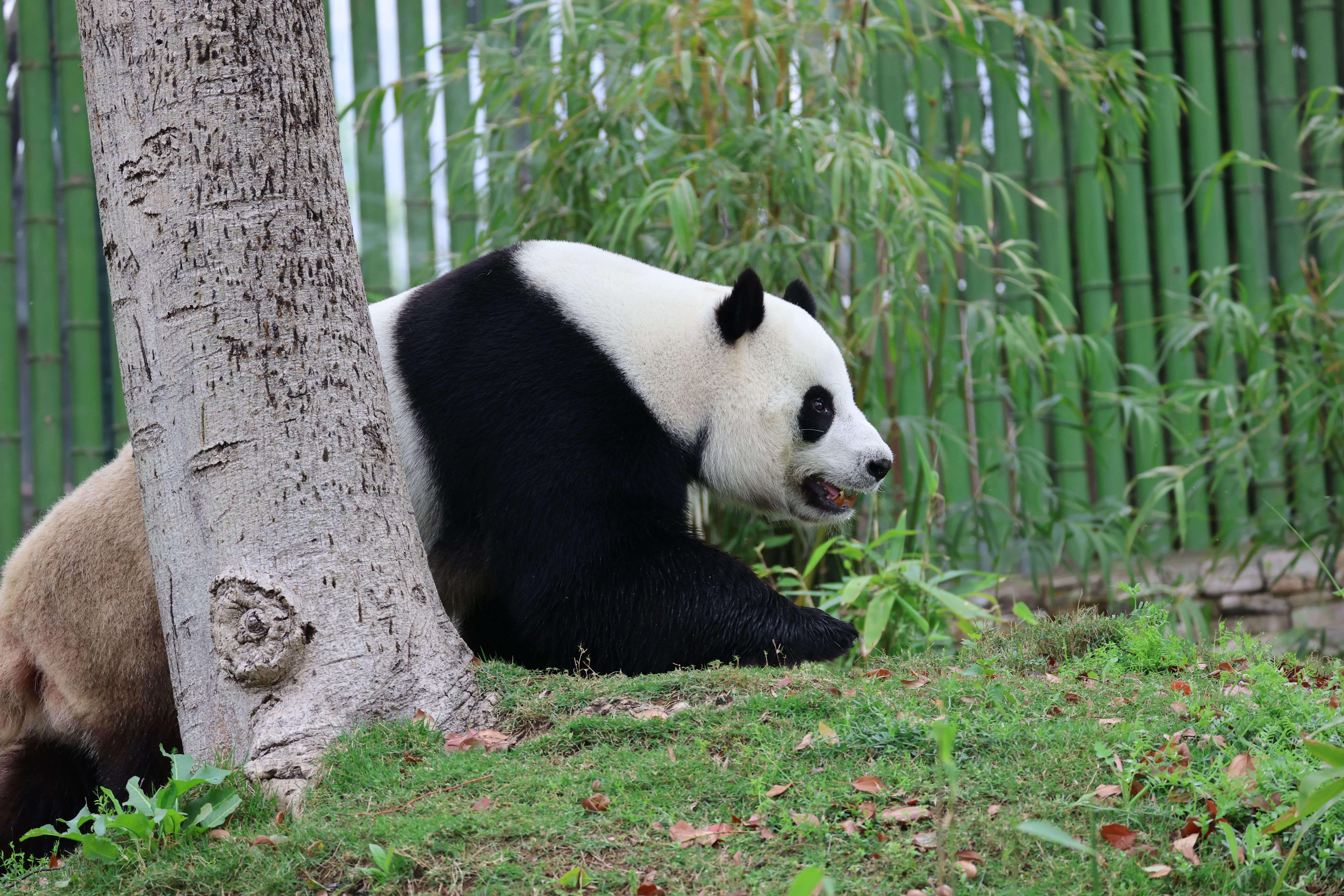 Wuhan Zoo
