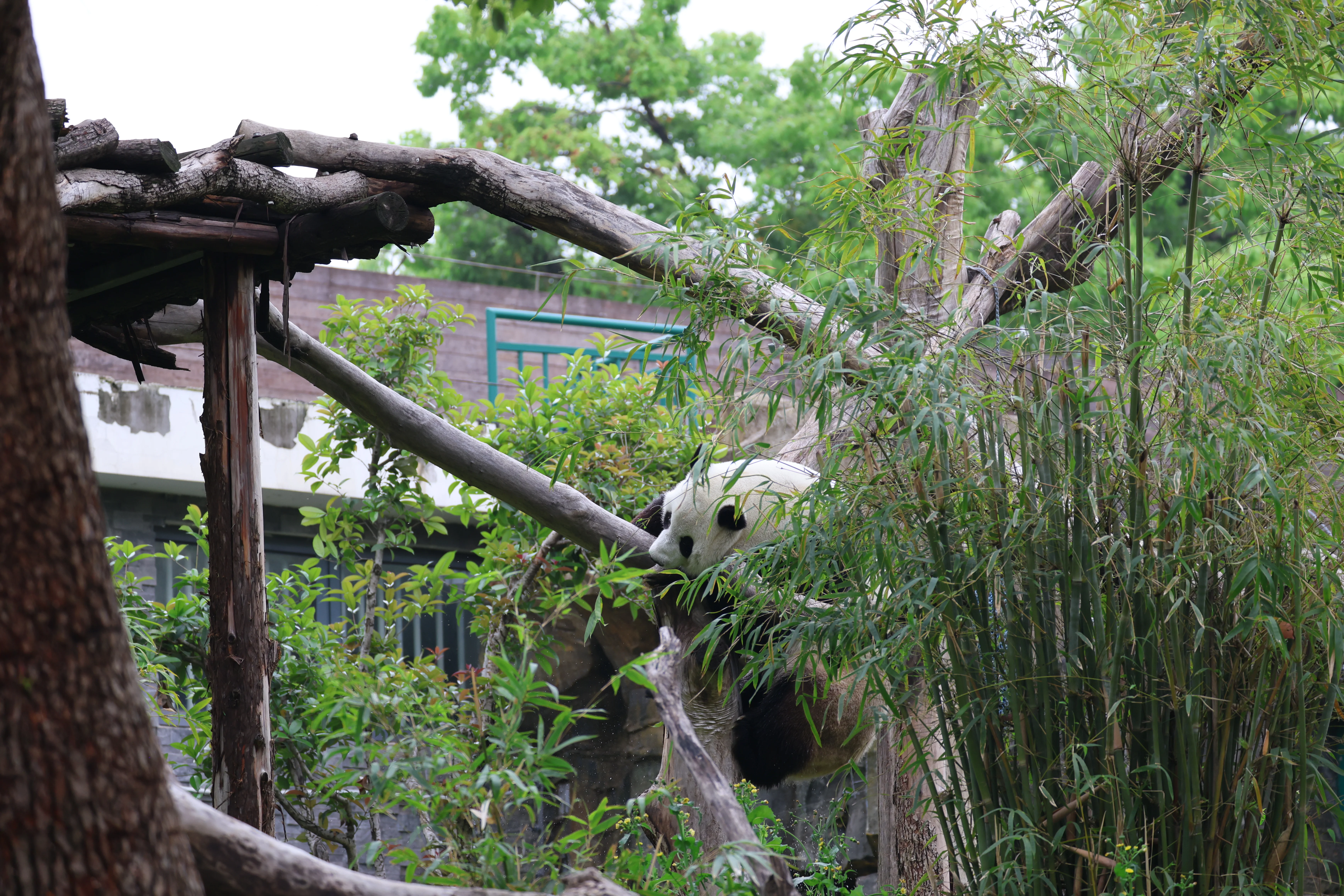 Wuhan Zoo
