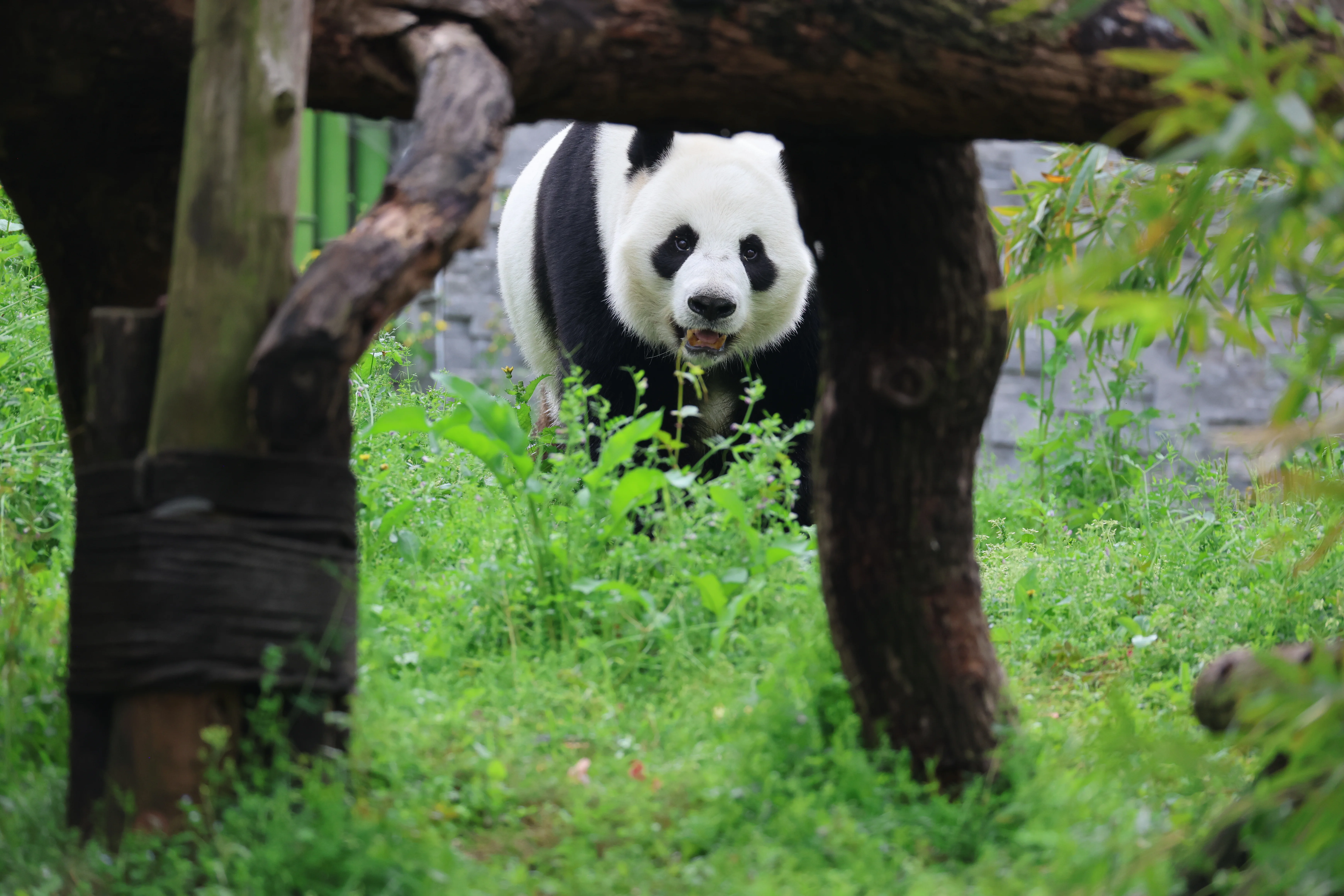 Wuhan Zoo