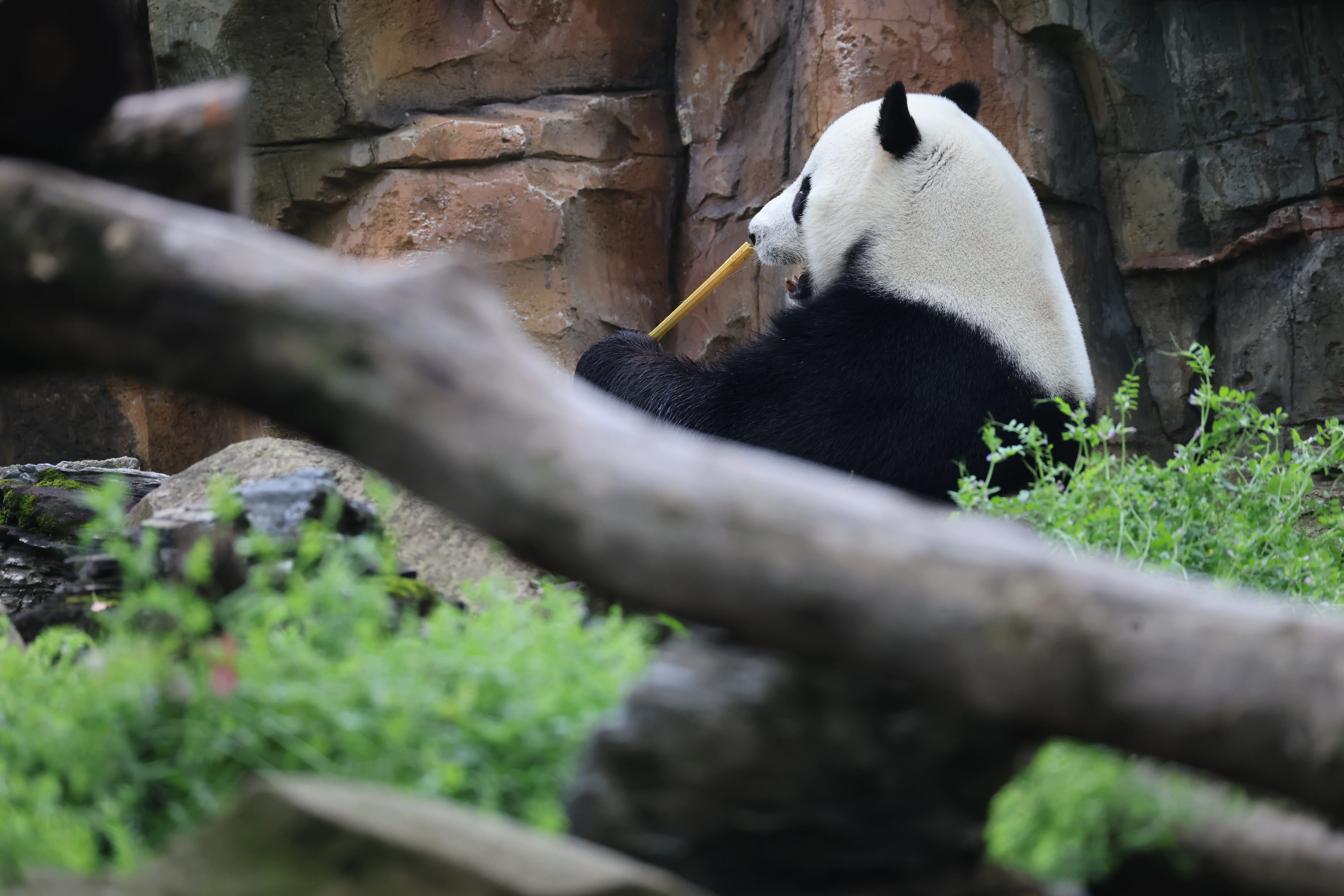 Wuhan Zoo