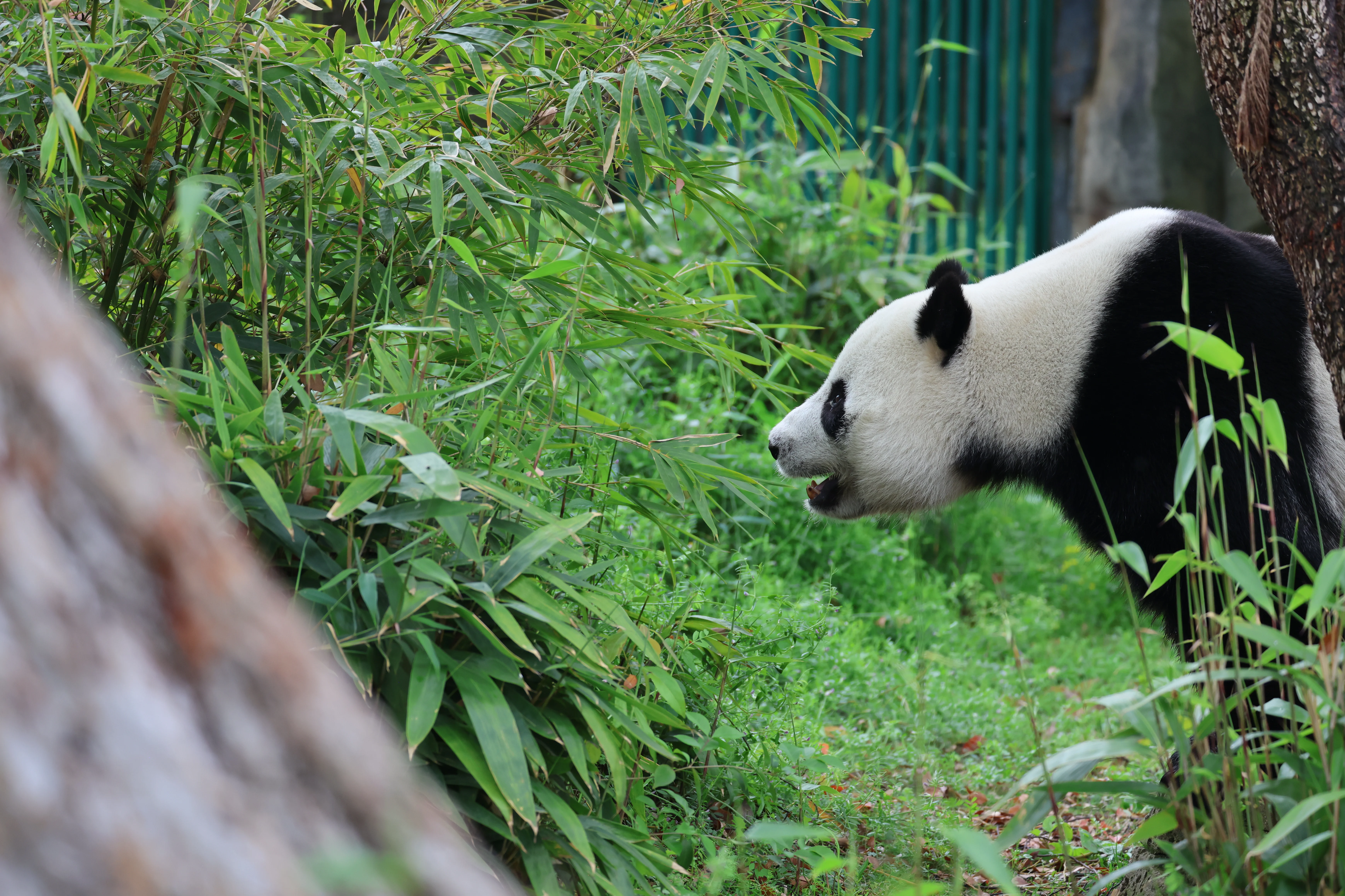 Wuhan Zoo