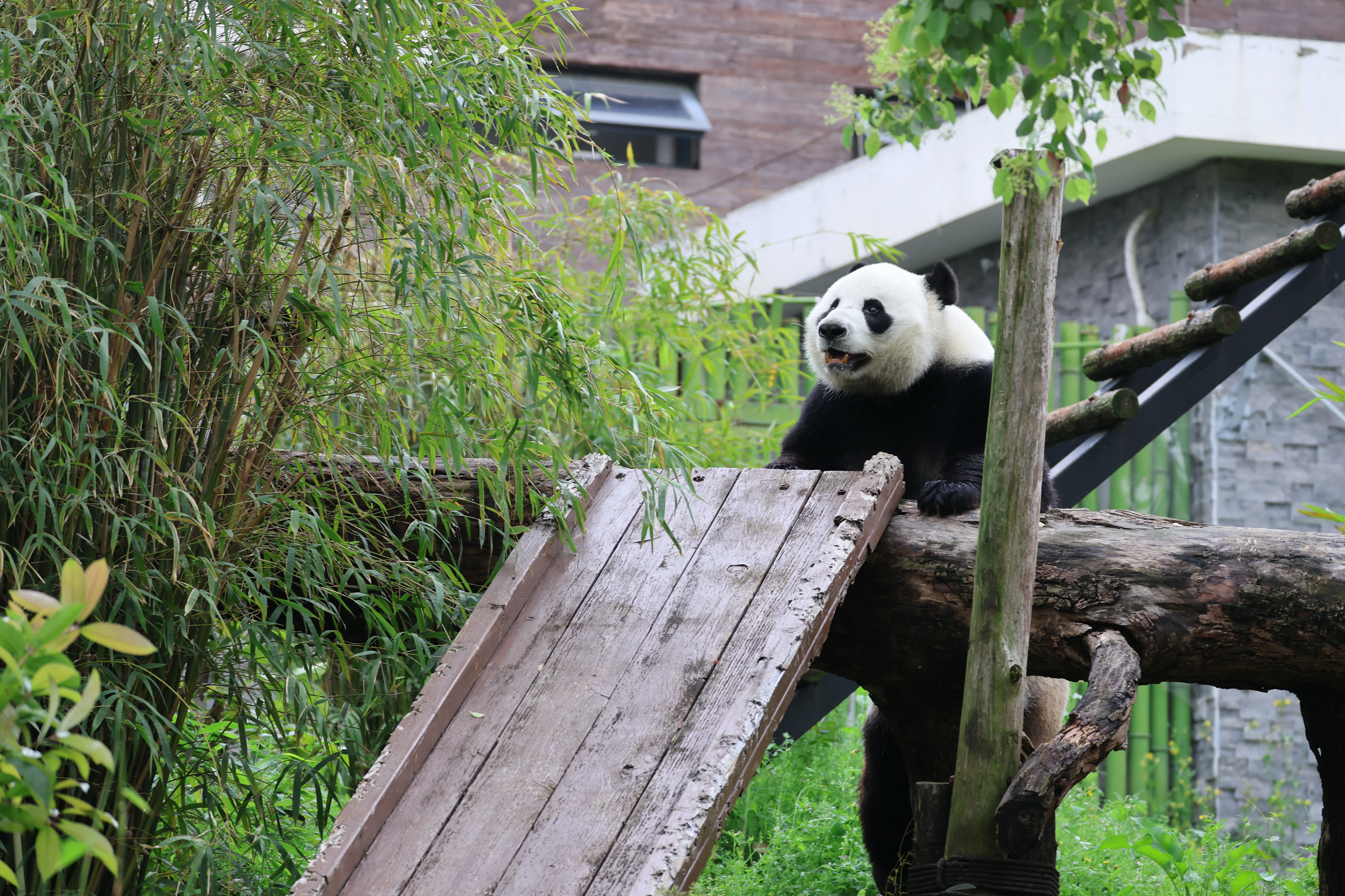 Wuhan Zoo