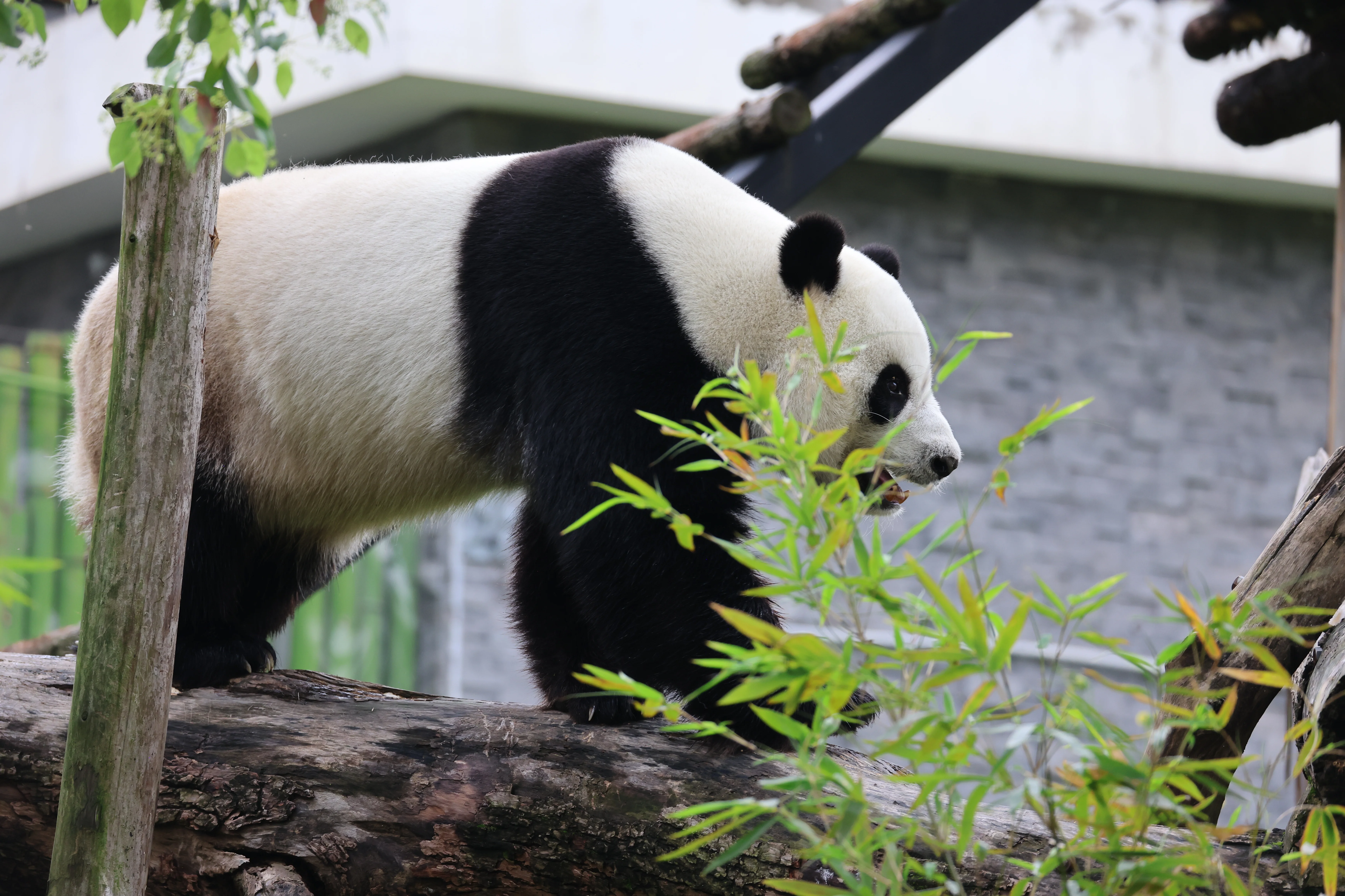 Wuhan Zoo