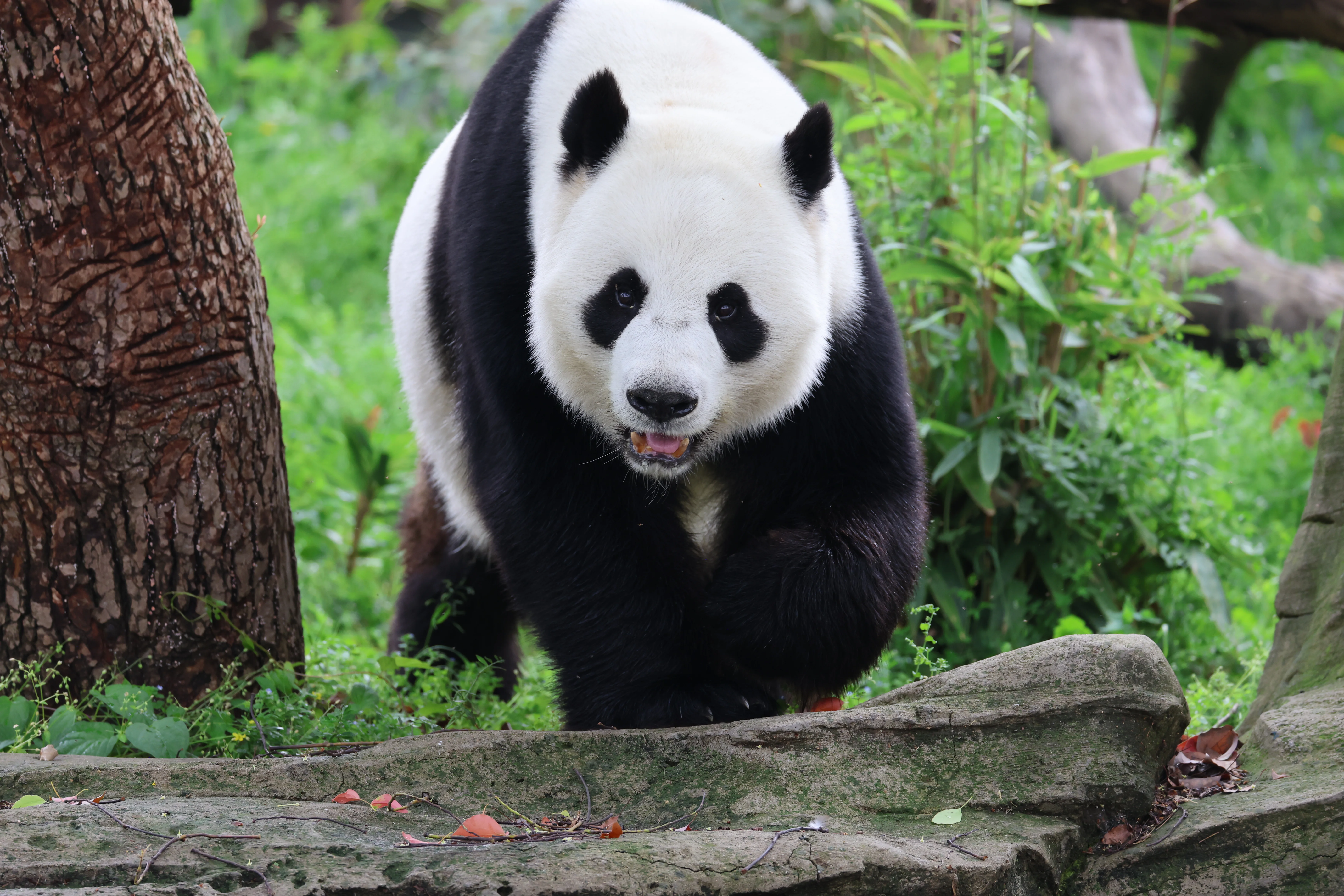 Wuhan Zoo