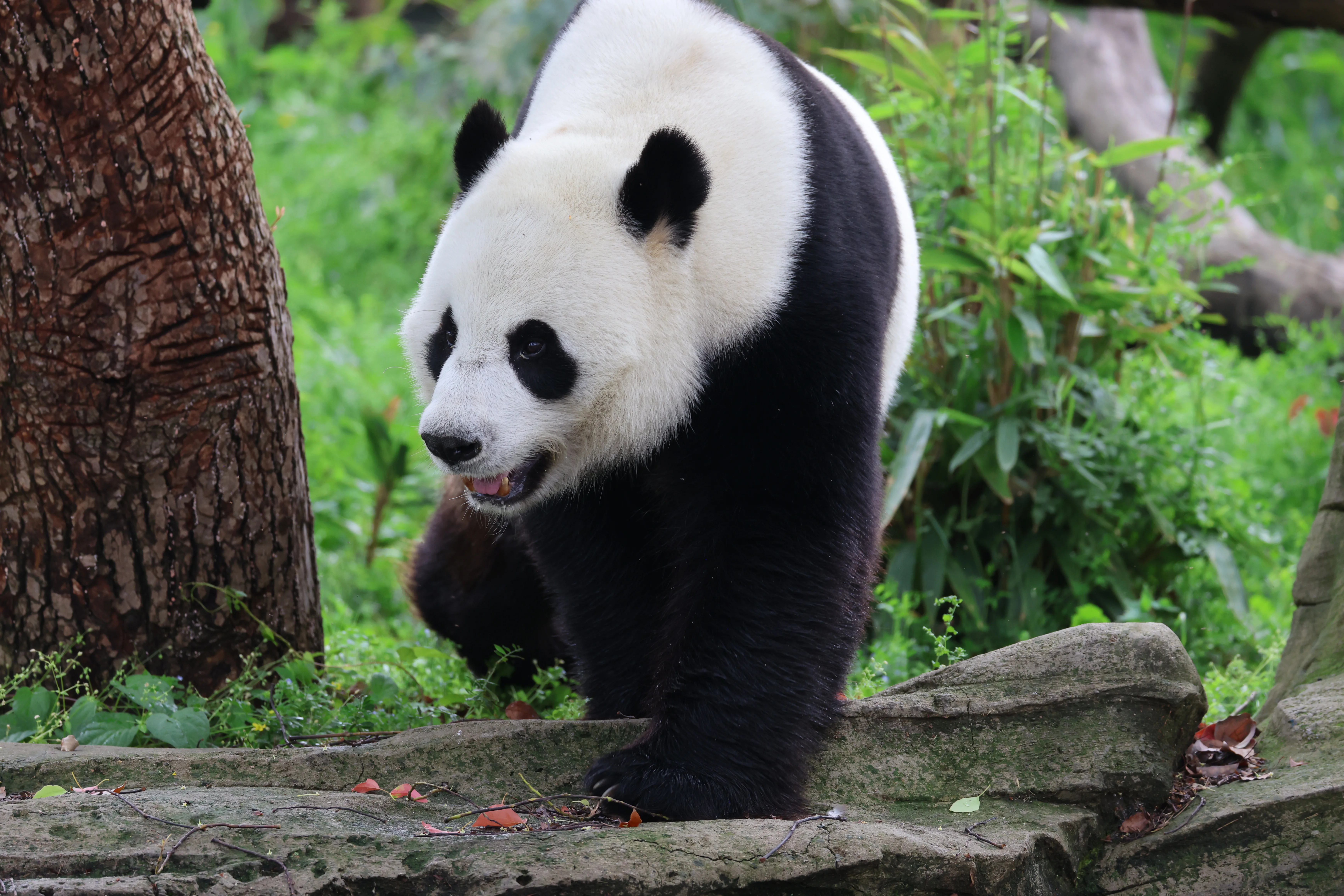 Wuhan Zoo