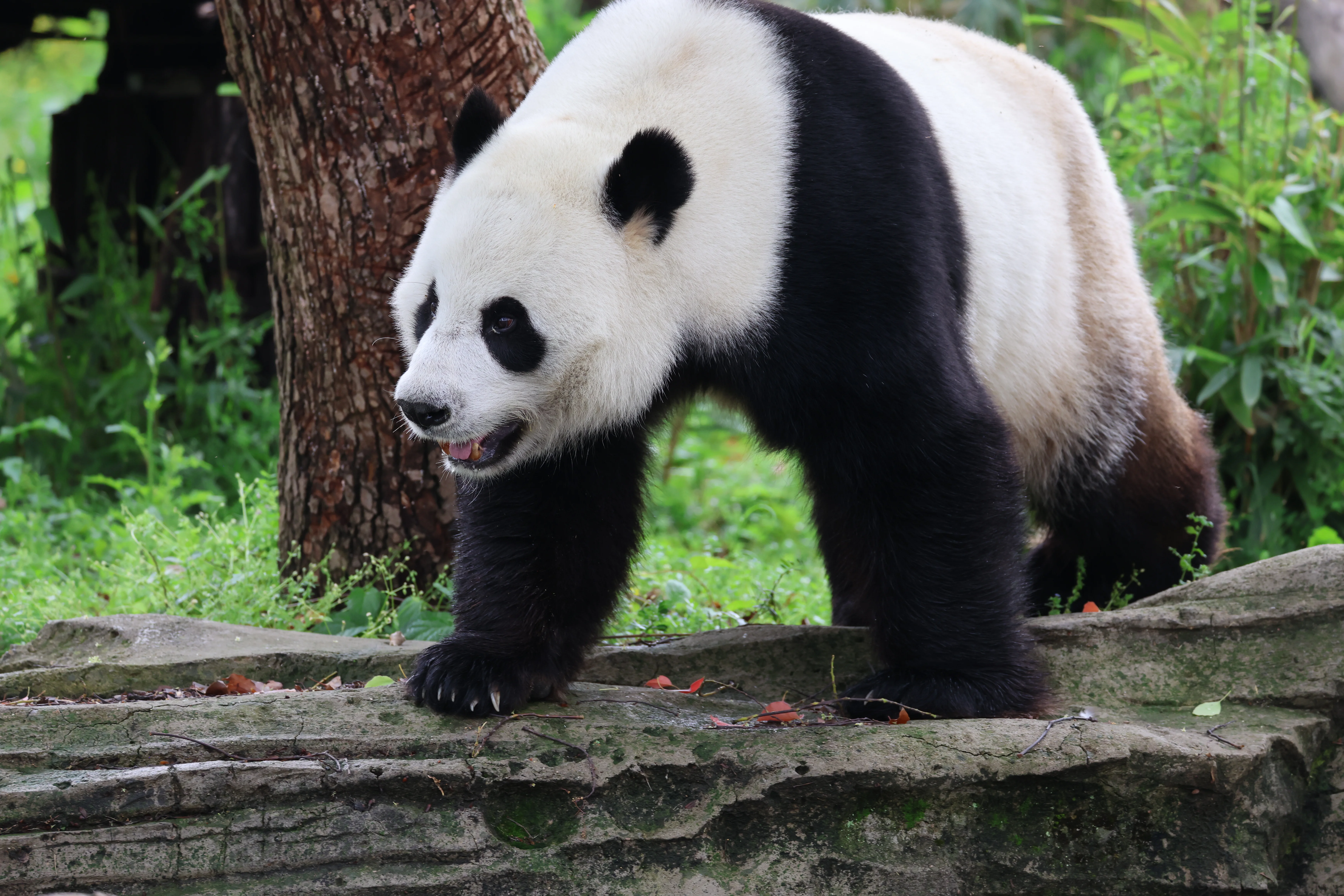 Wuhan Zoo