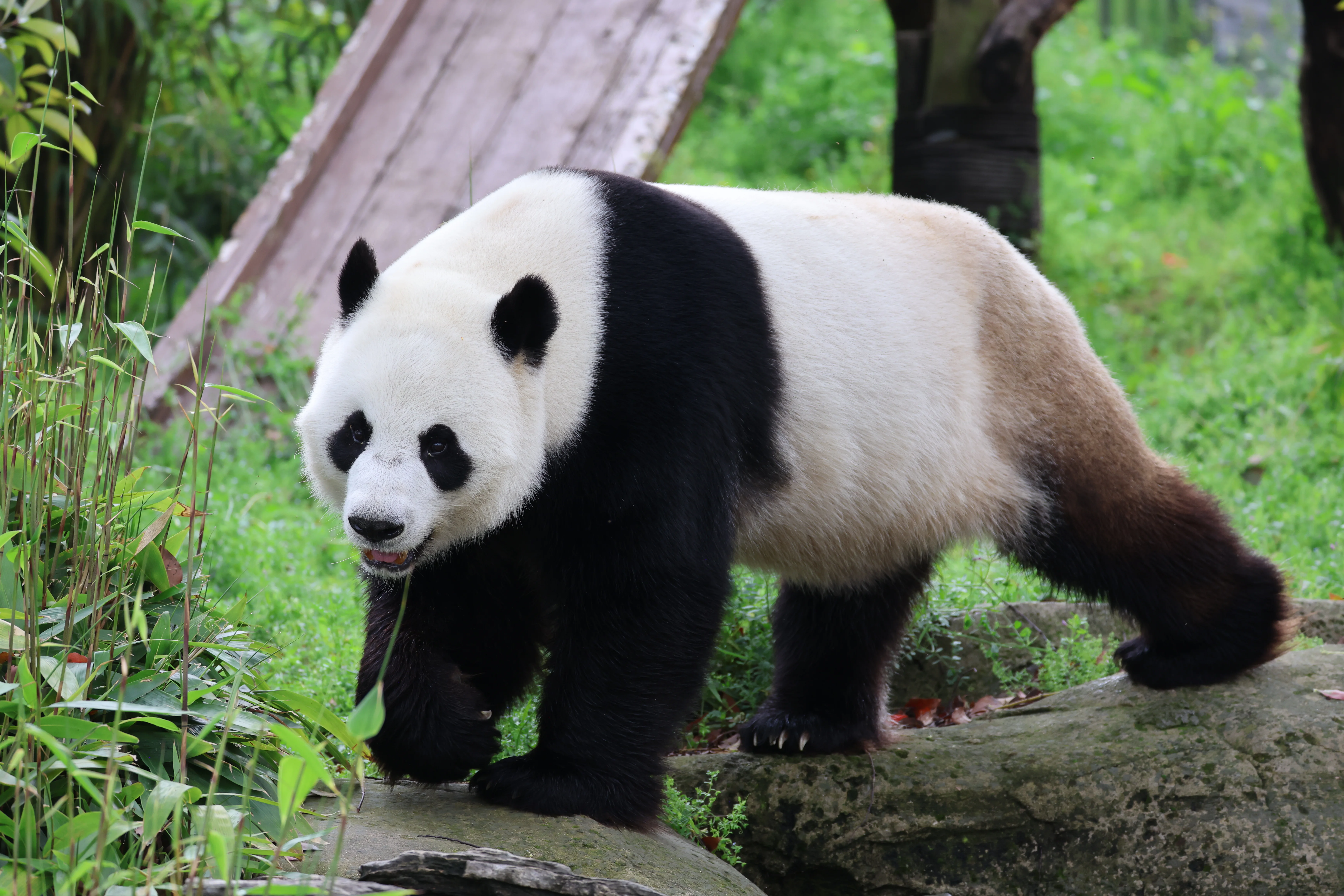Wuhan Zoo