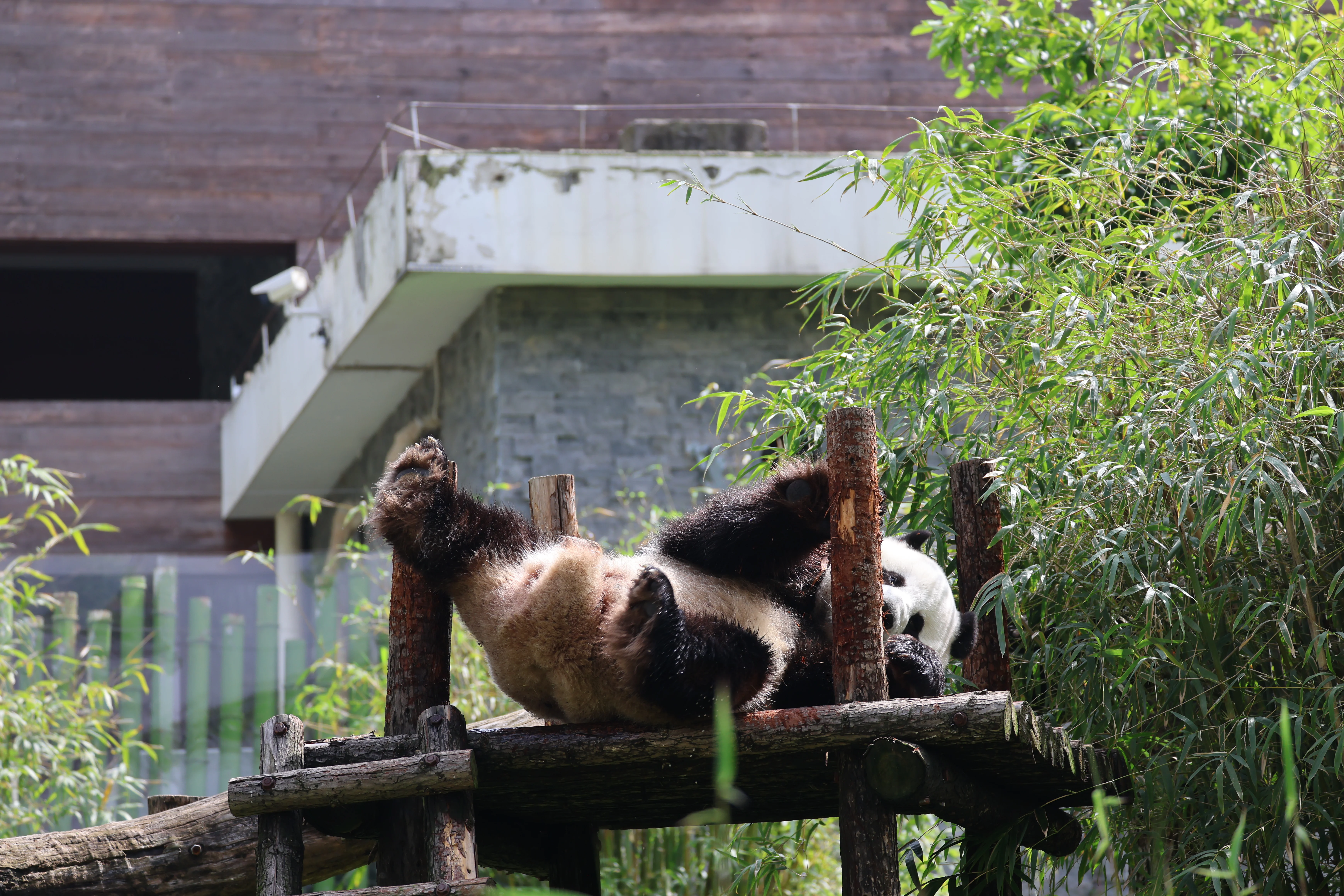 Wuhan Zoo