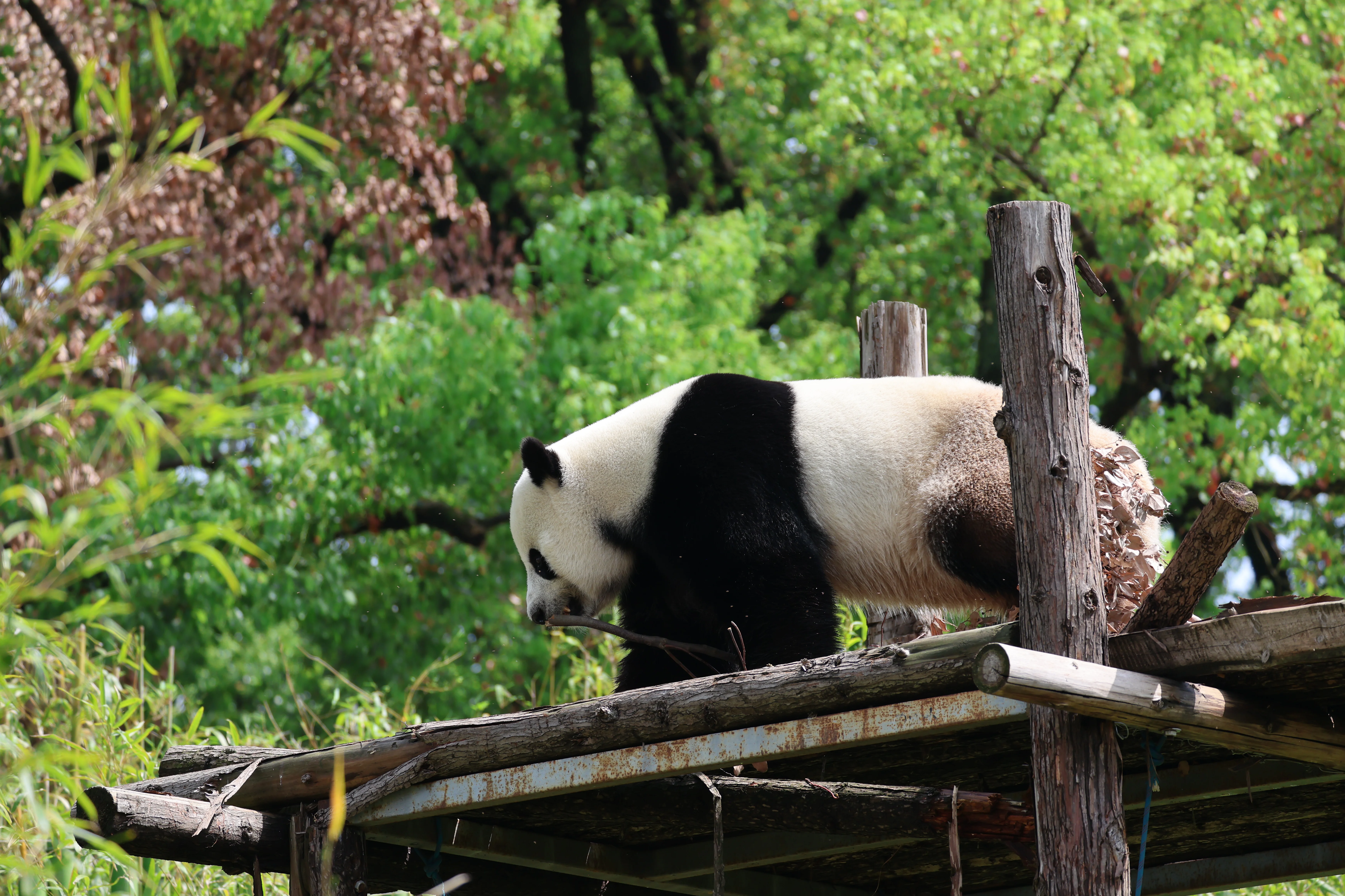 Wuhan Zoo
