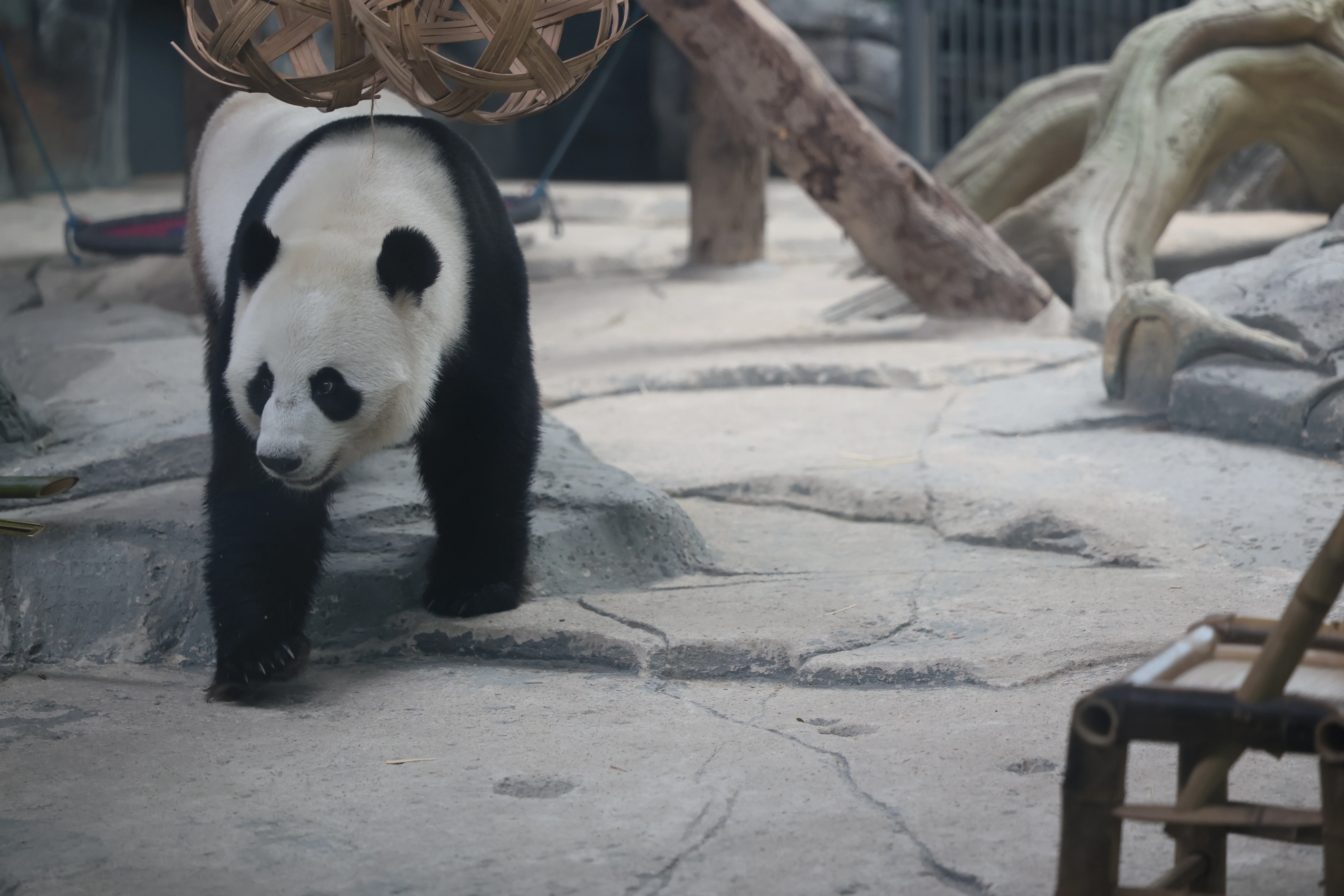 Wuhan Zoo