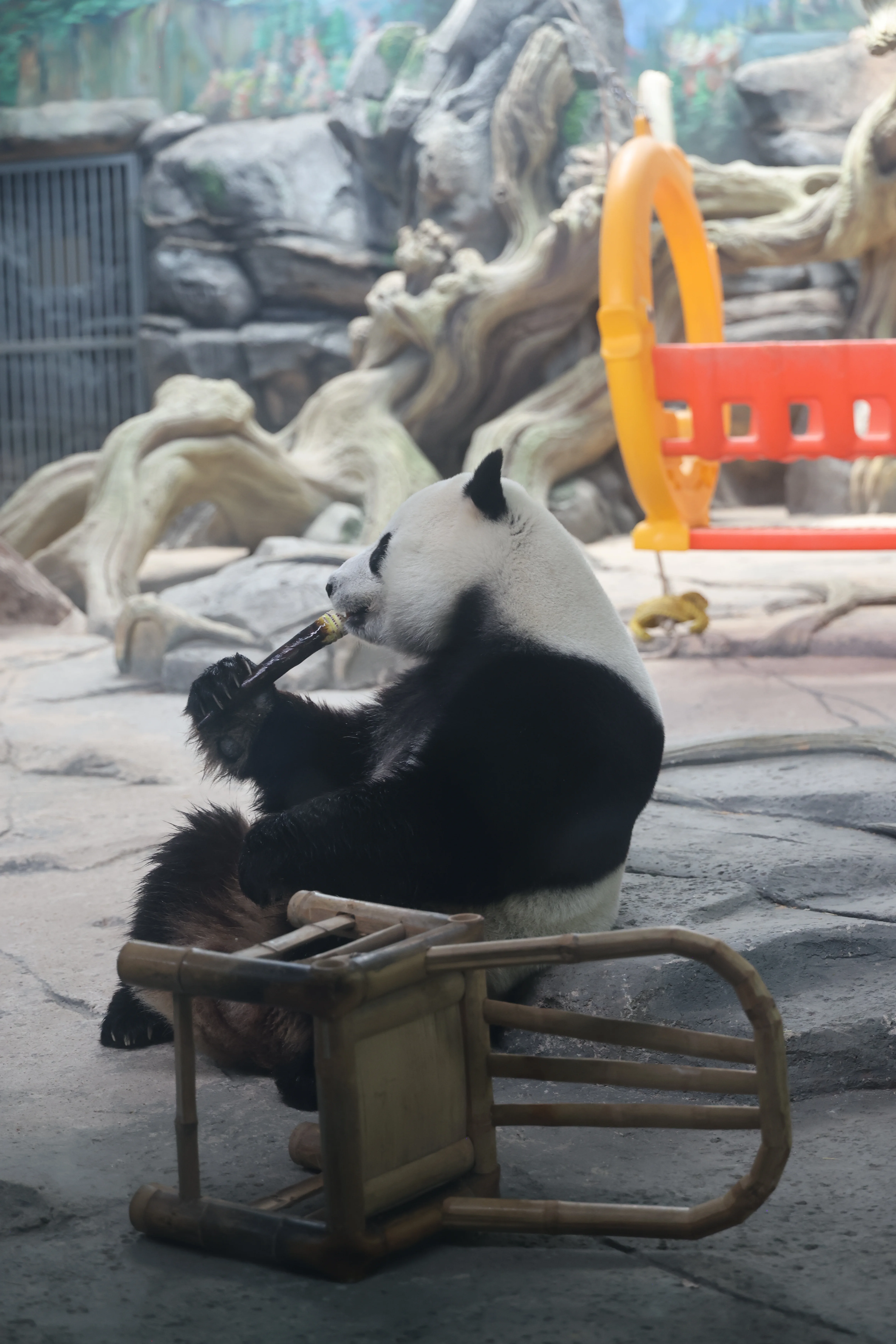 Wuhan Zoo