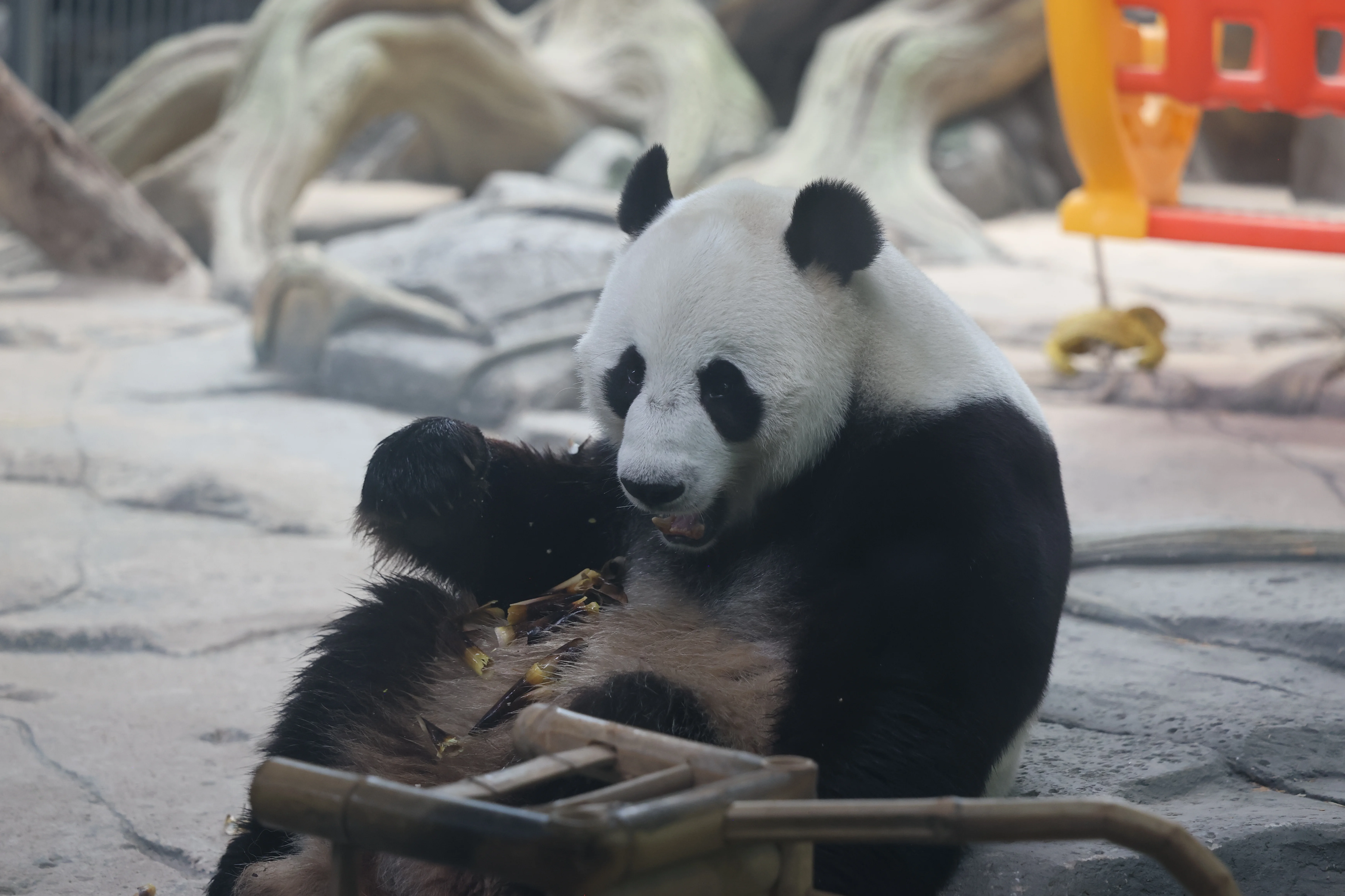 Wuhan Zoo