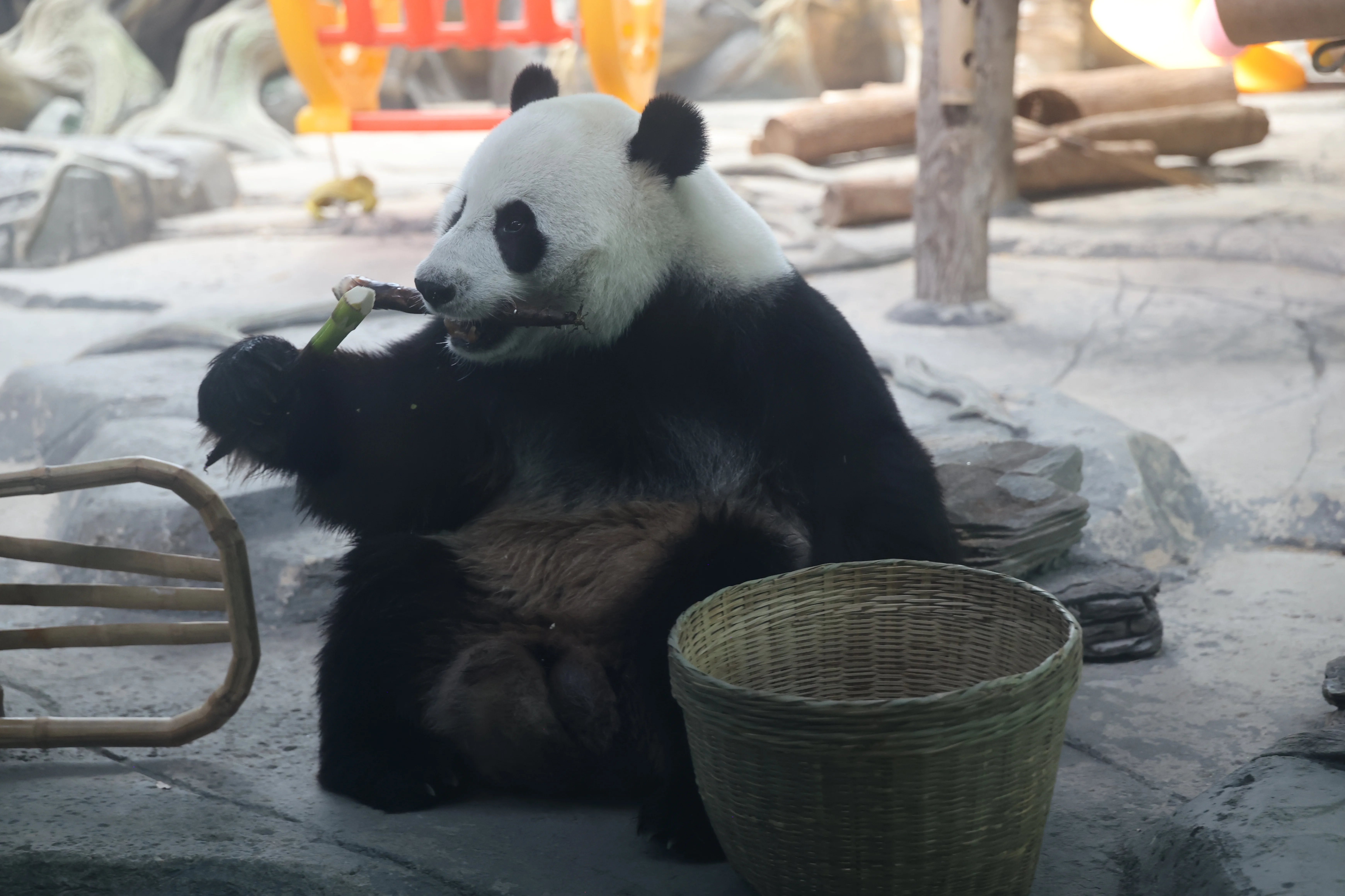 Wuhan Zoo