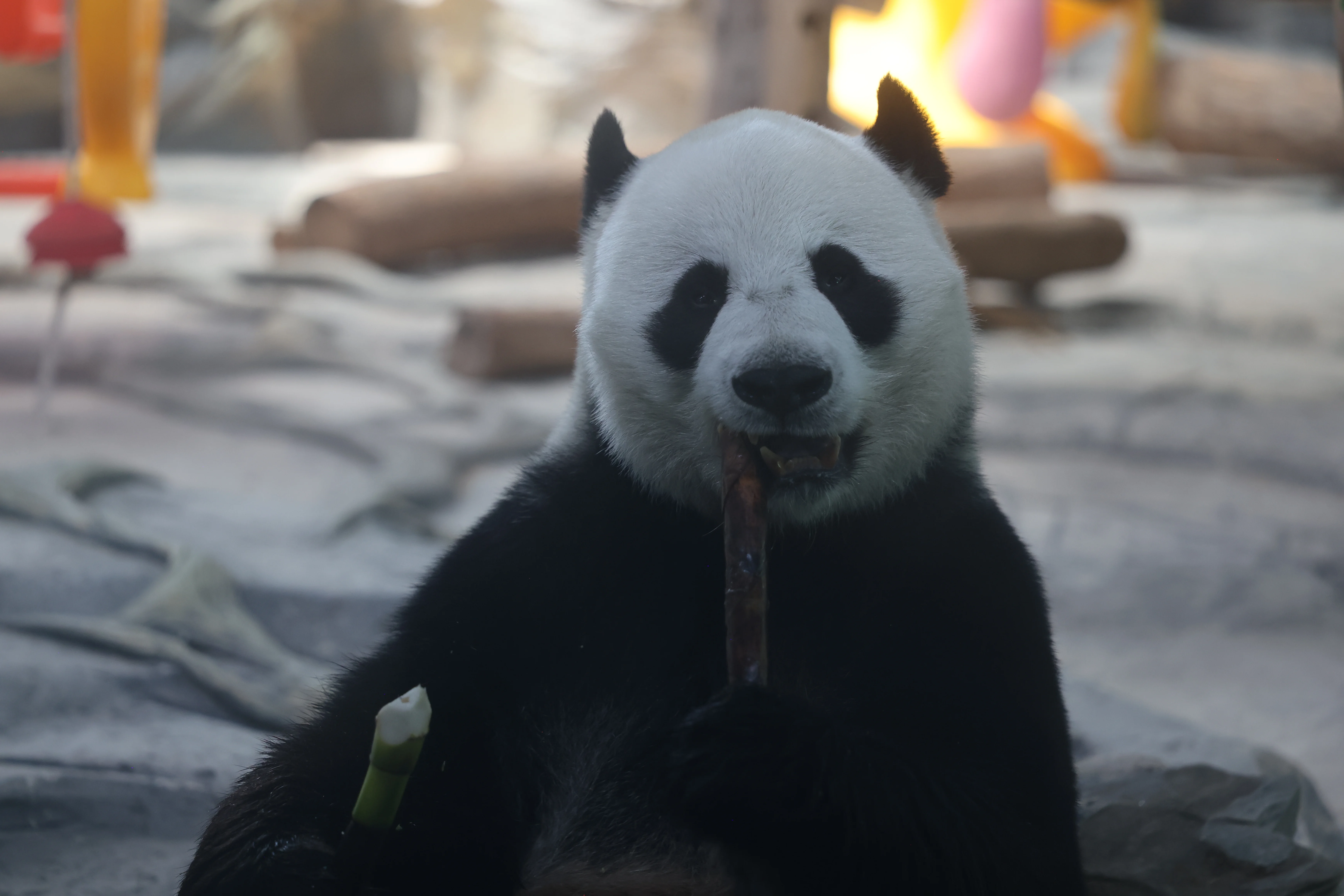 Wuhan Zoo